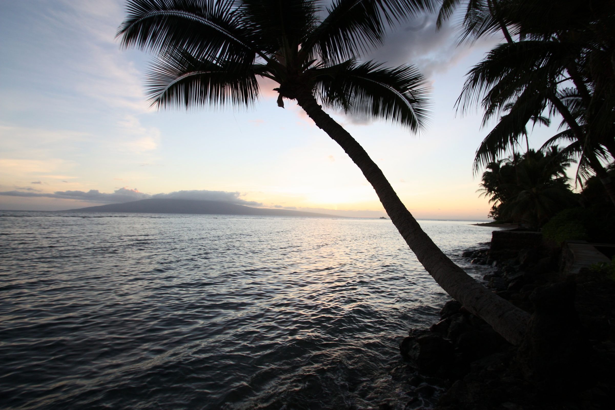 Leaning palm silhouette framing ocean sunset and distant island.