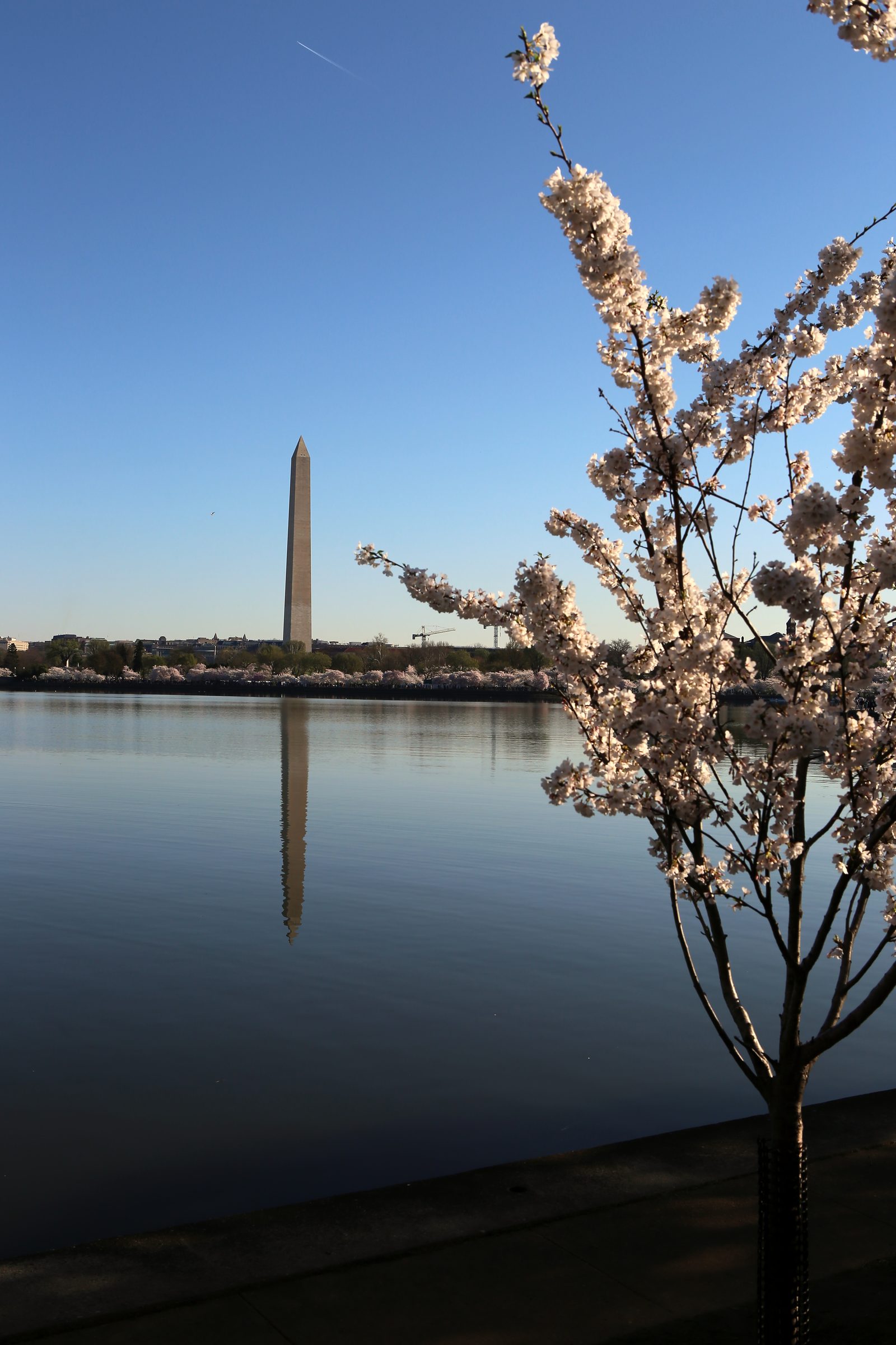 Washington Monument reflected with white cherry blossoms in frame.