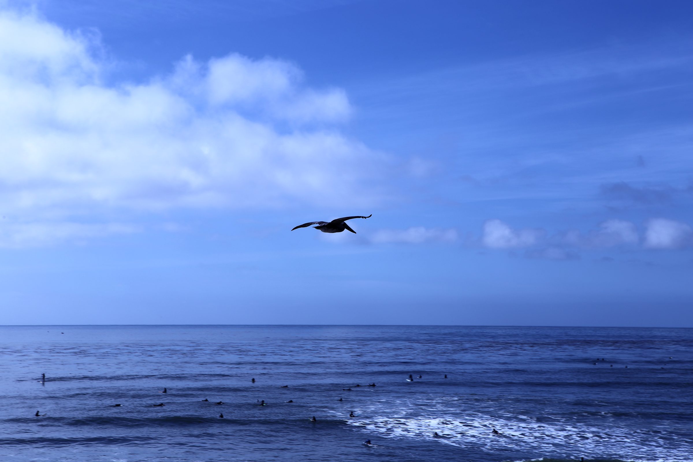 Seagull soaring alone over calm blue ocean under open sky.