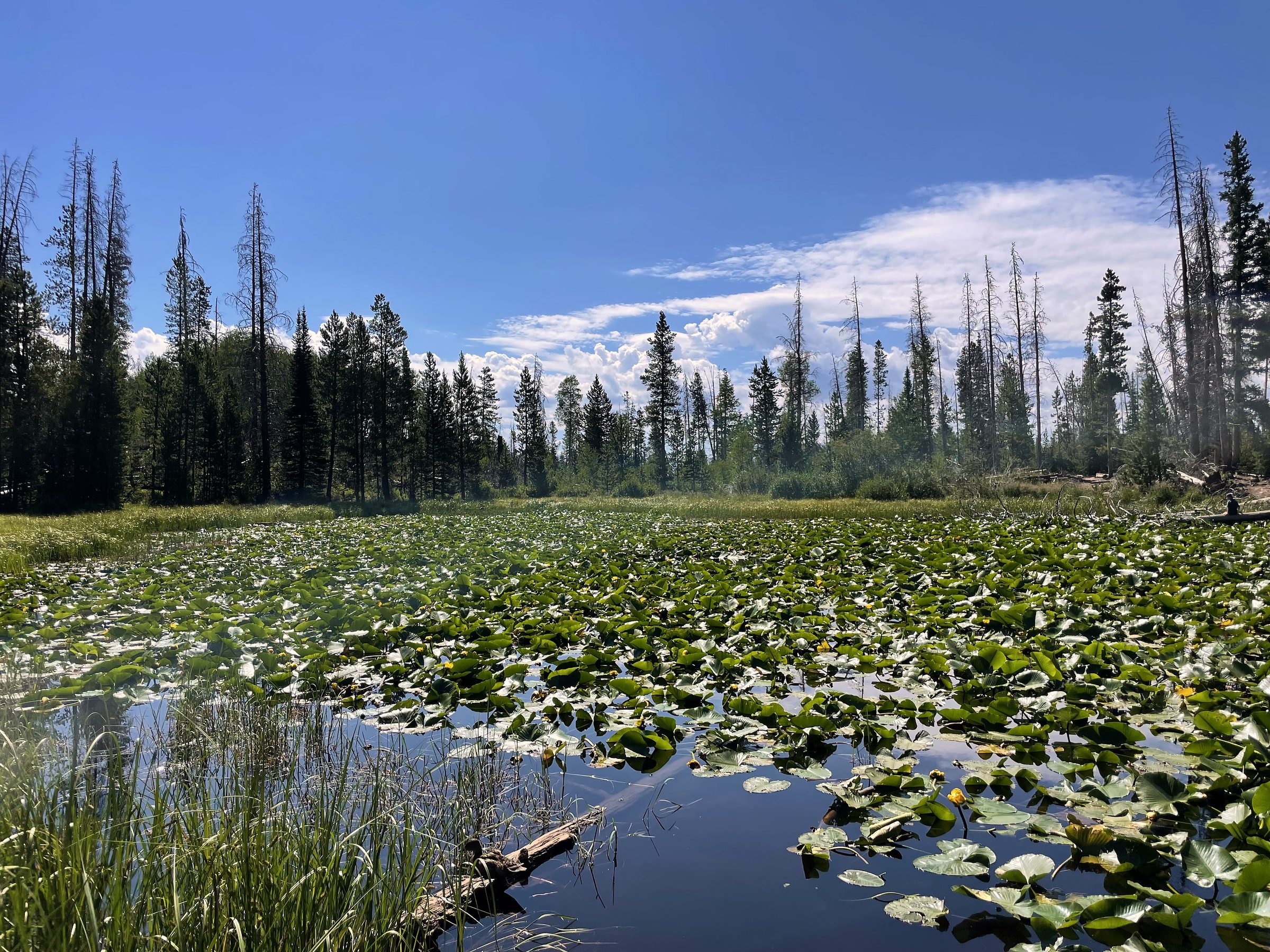 Lily-pad carpet on a marsh pond before skinny snag trees.