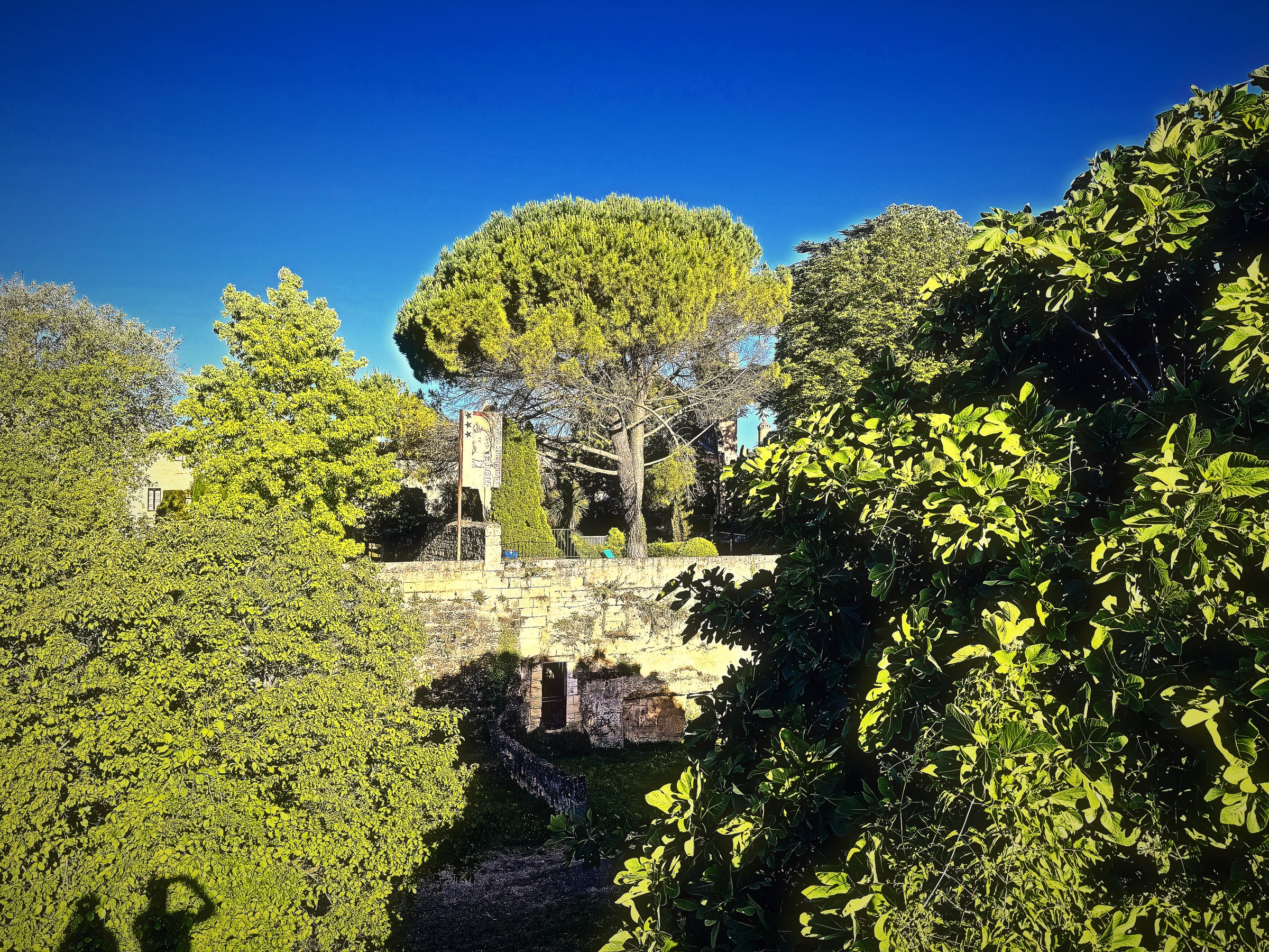 Round umbrella pines and dense green trees around old stone walls under a clear blue sky.