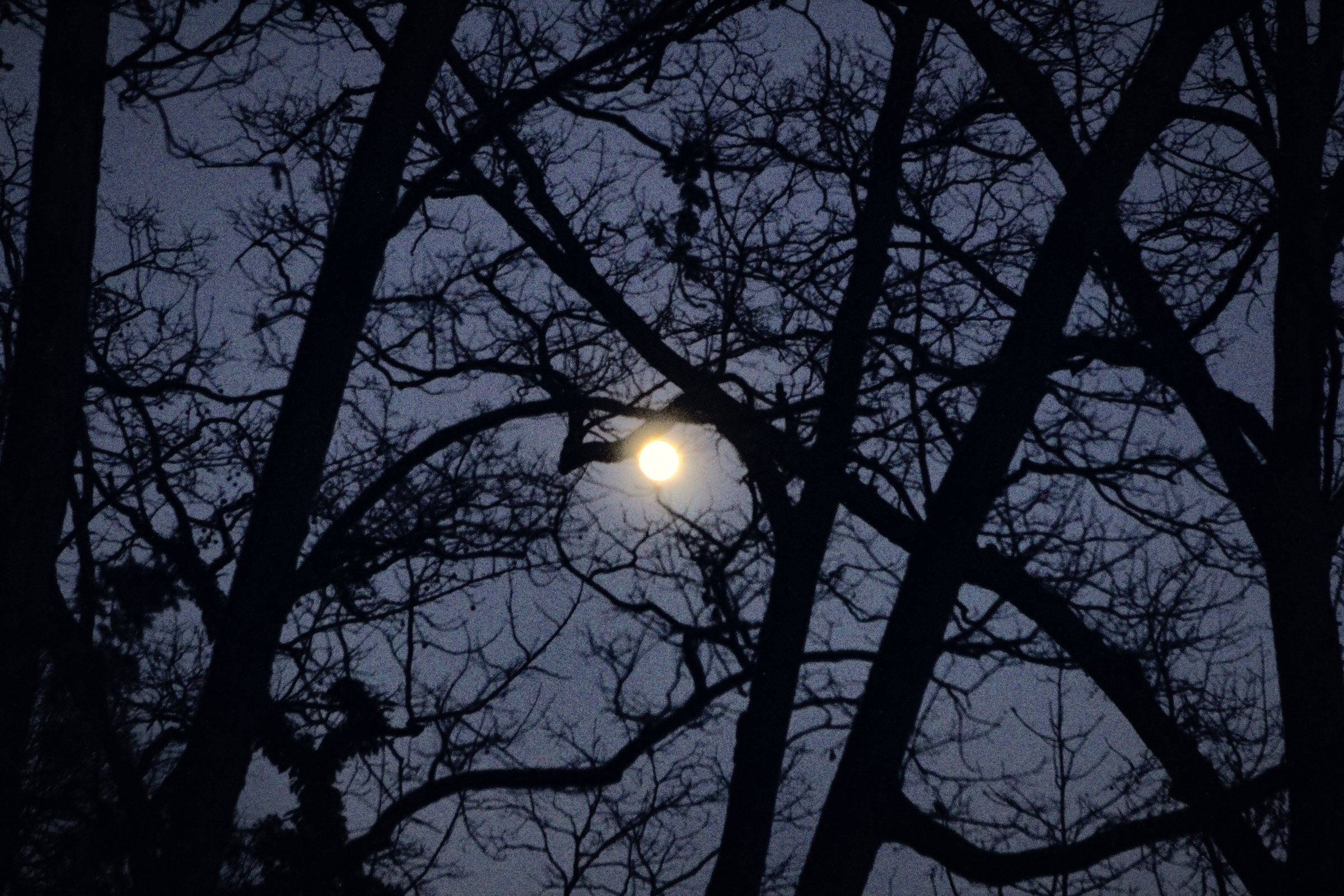 A bright moon caught in a black lattice of bare winter branches against a deep blue sky.