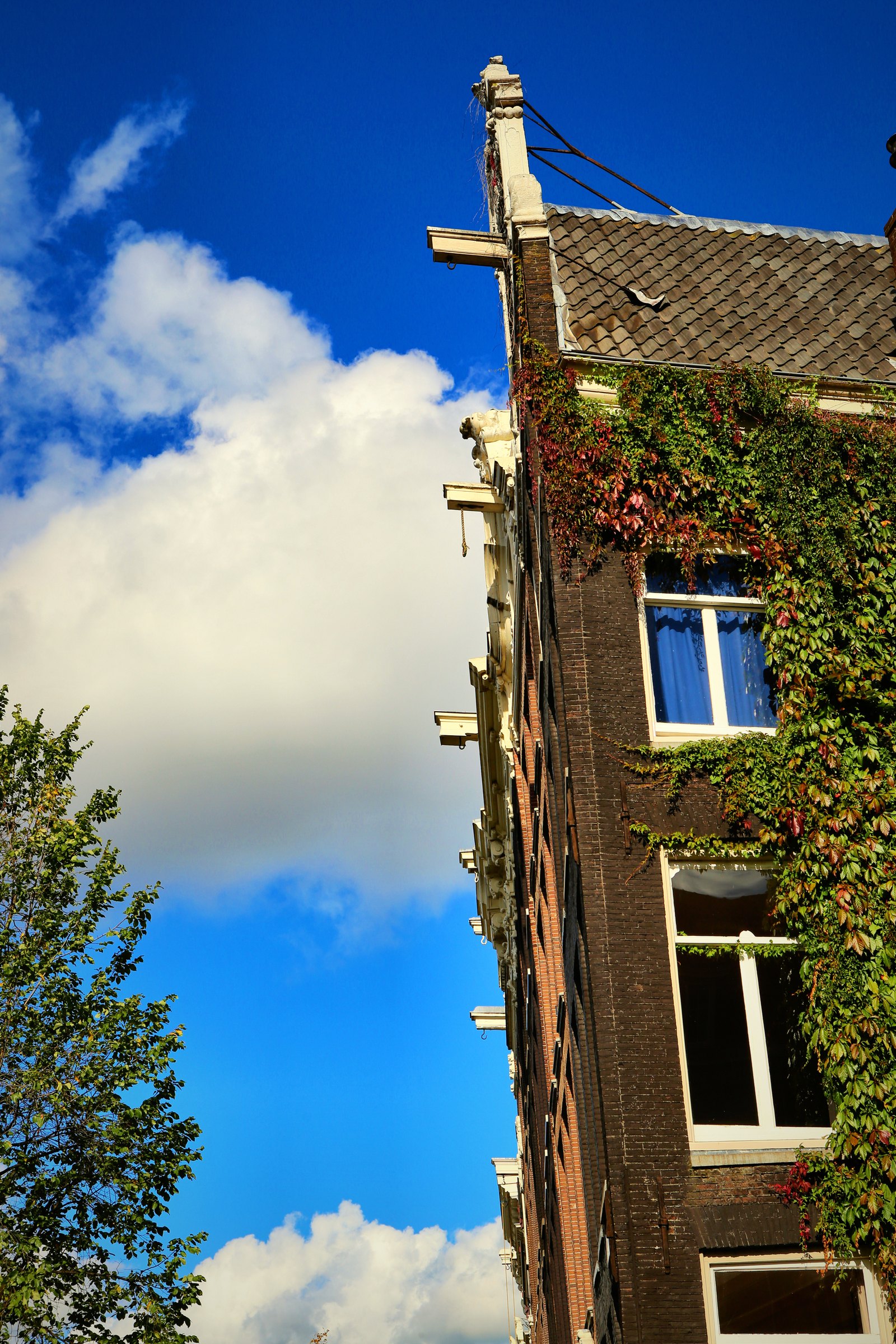 Looking up at an ivy-covered brick gable against blue sky and bright cloud.