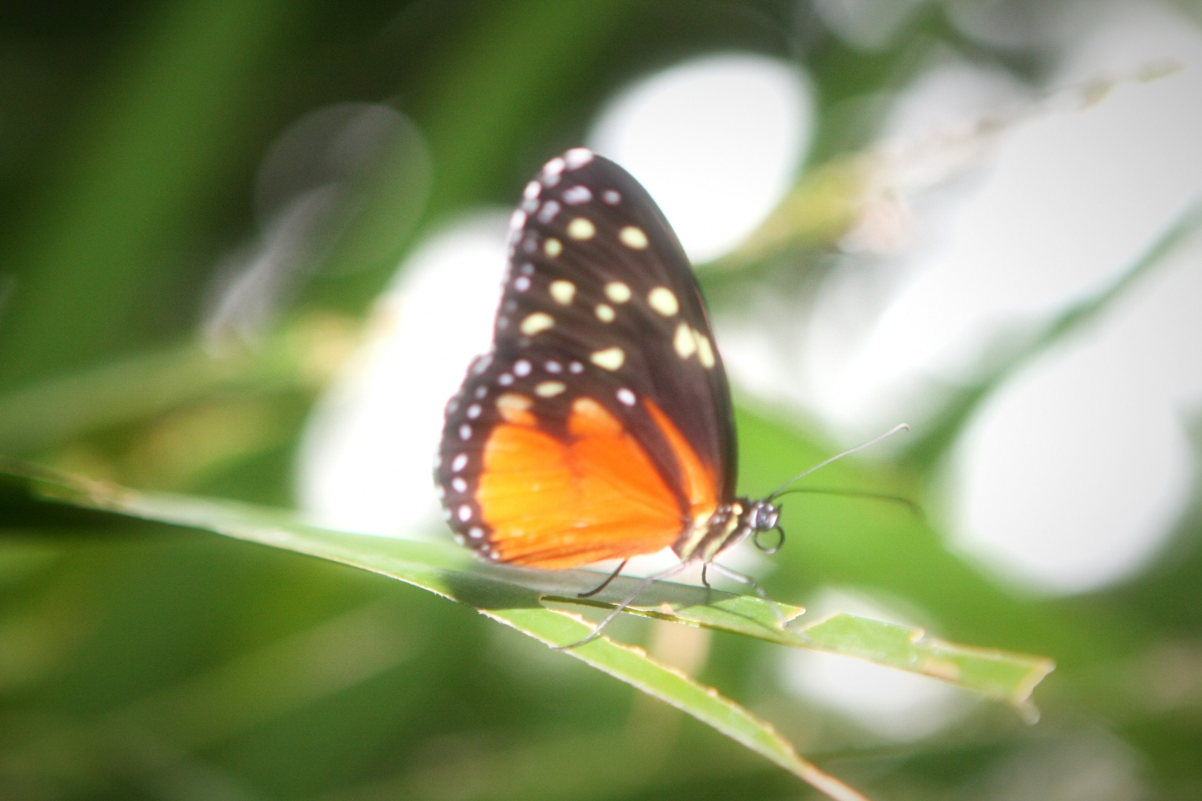 Orange and black butterfly on a leaf with soft white bokeh behind.
