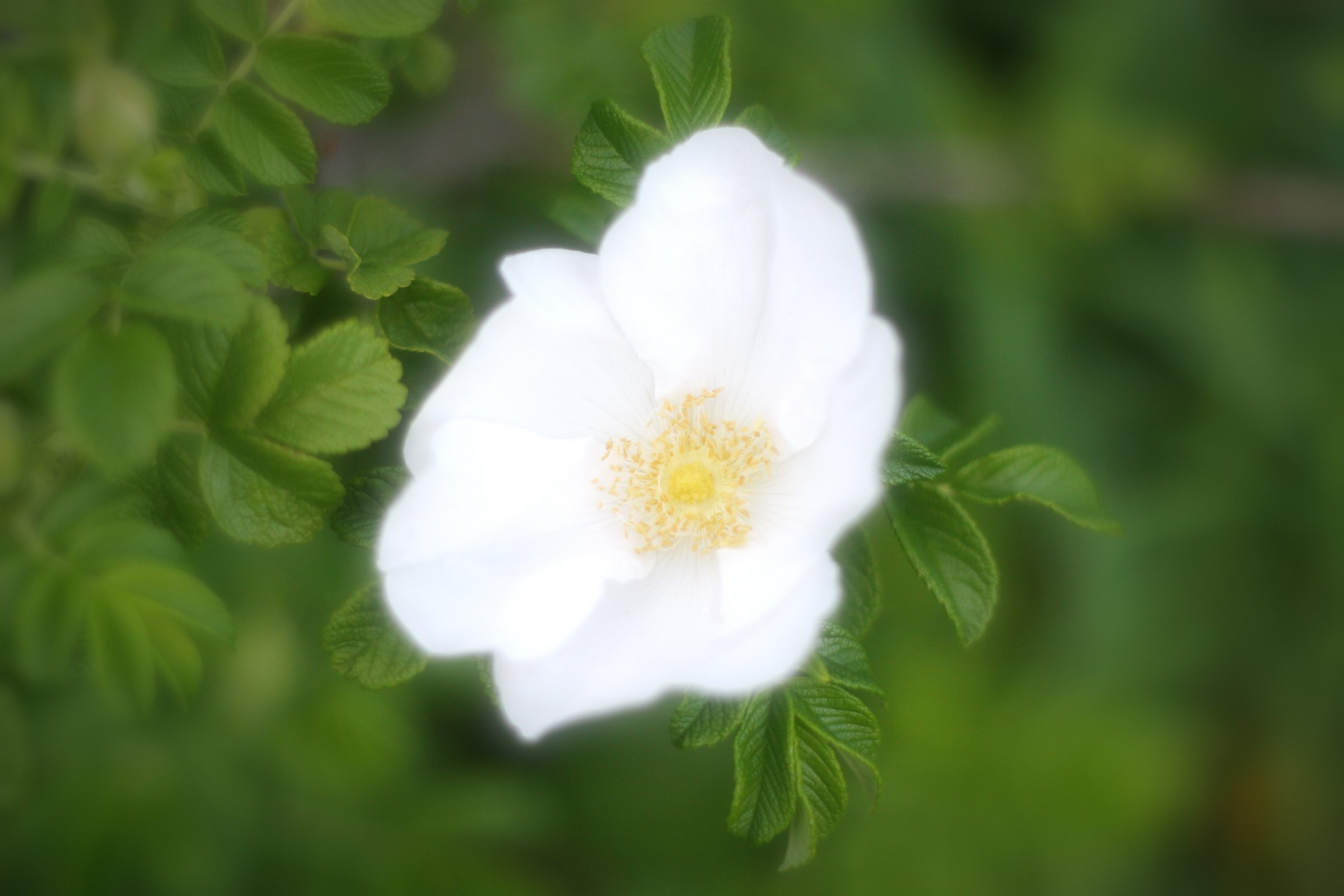 White flower glowing among soft green leaves.