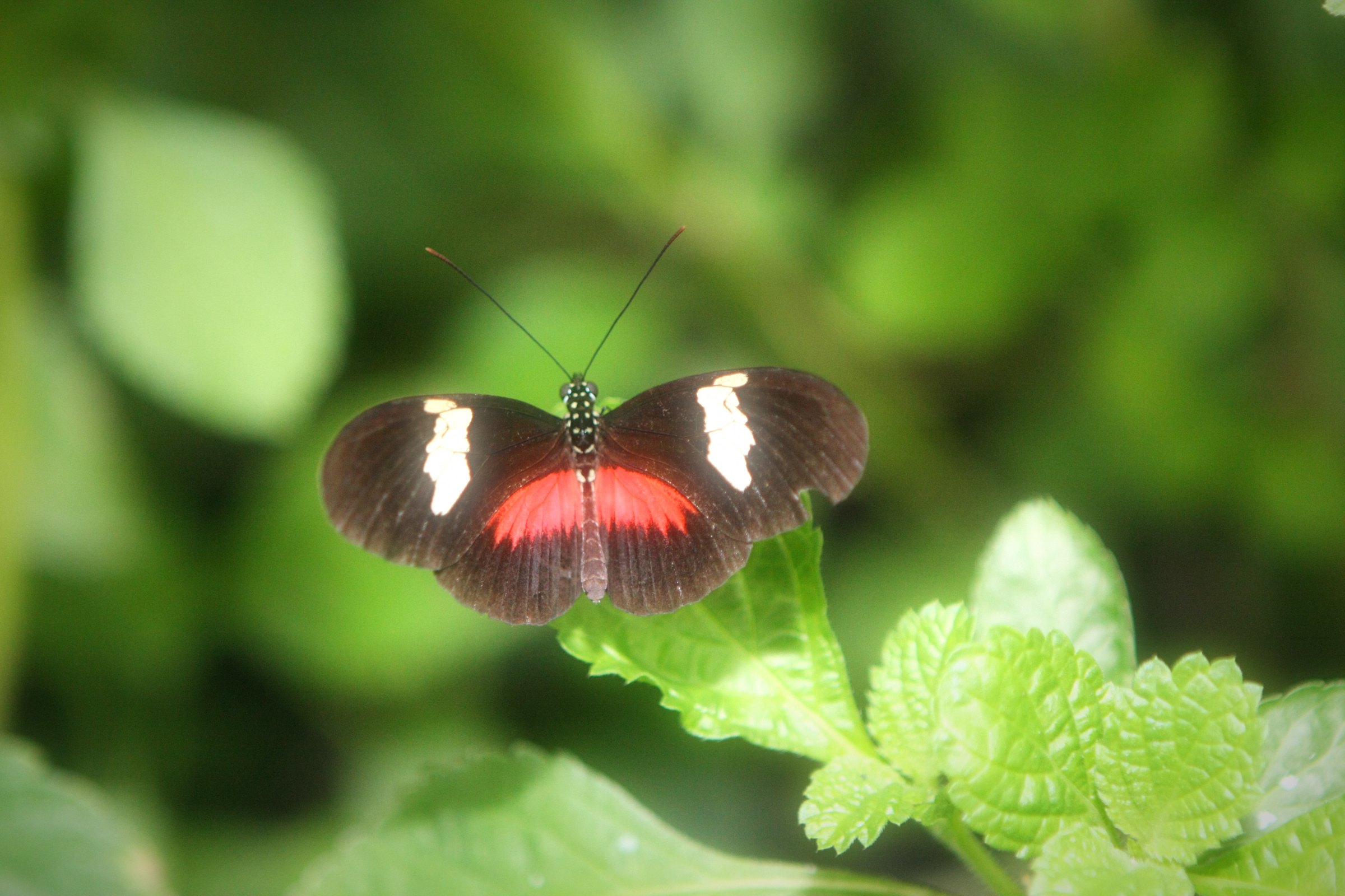 Red and black butterfly on bright green leaves with soft bokeh.