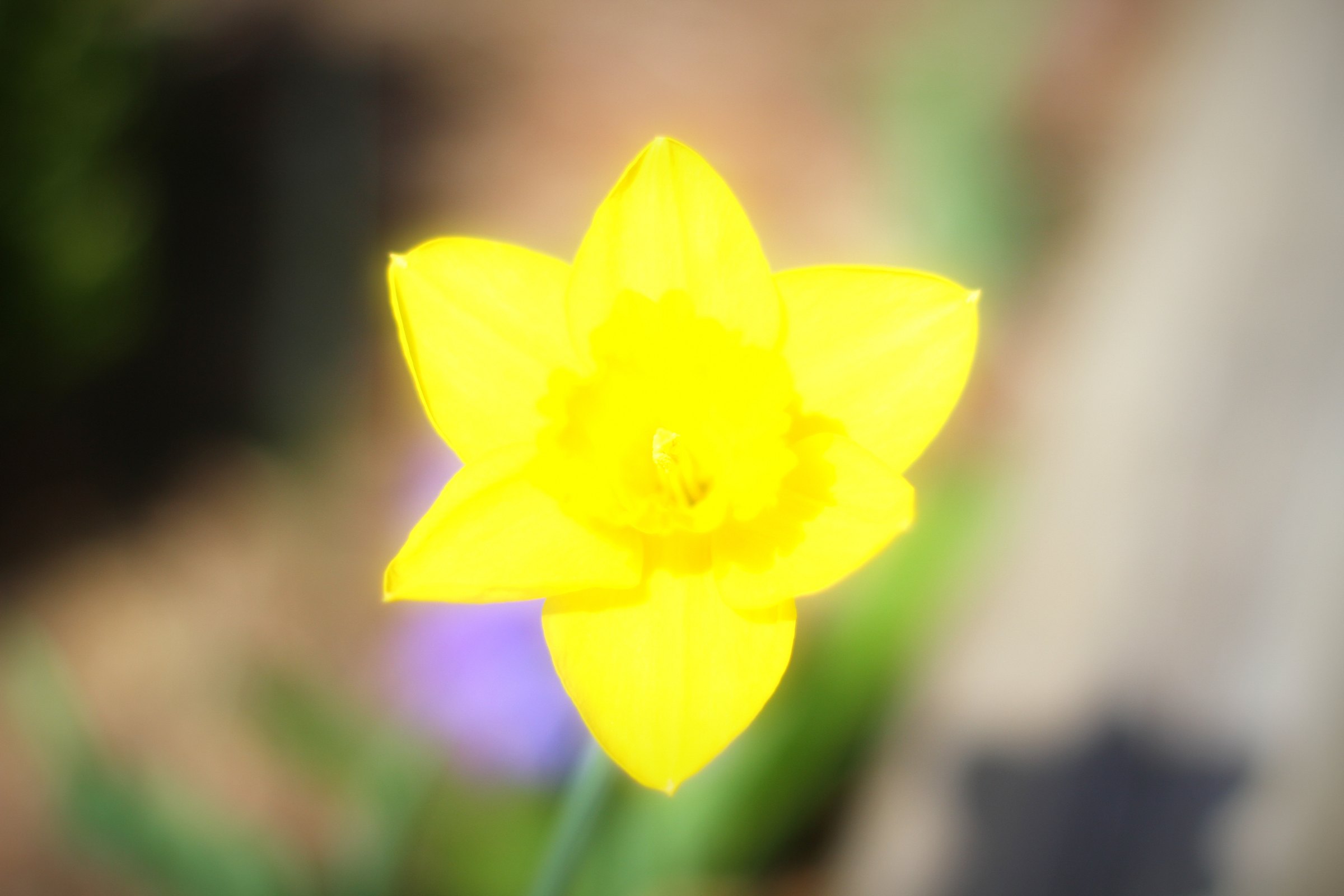 Yellow daffodil against a soft blur of warm color.
