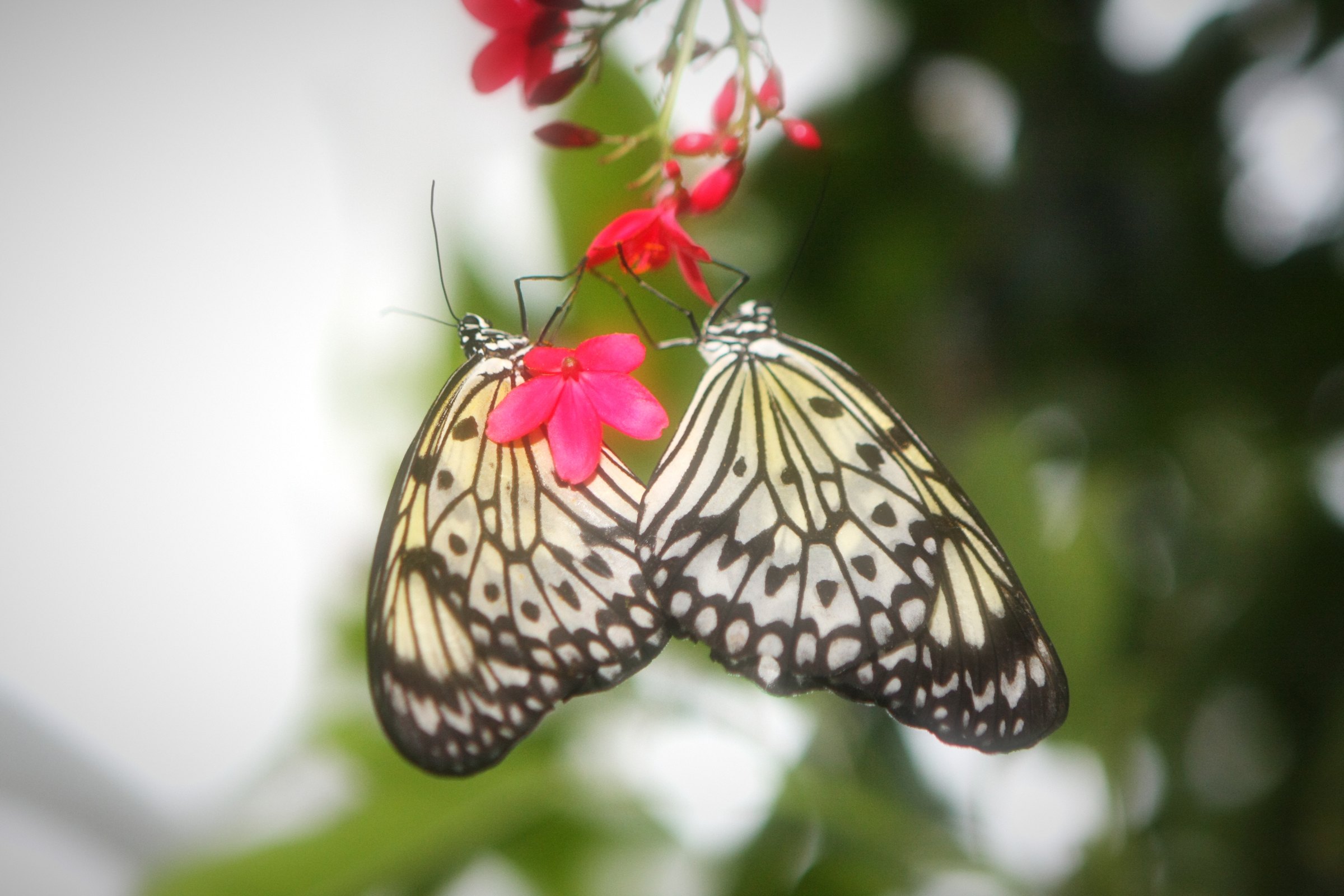 Black and white butterfly on red flowers with a bright white blur behind.