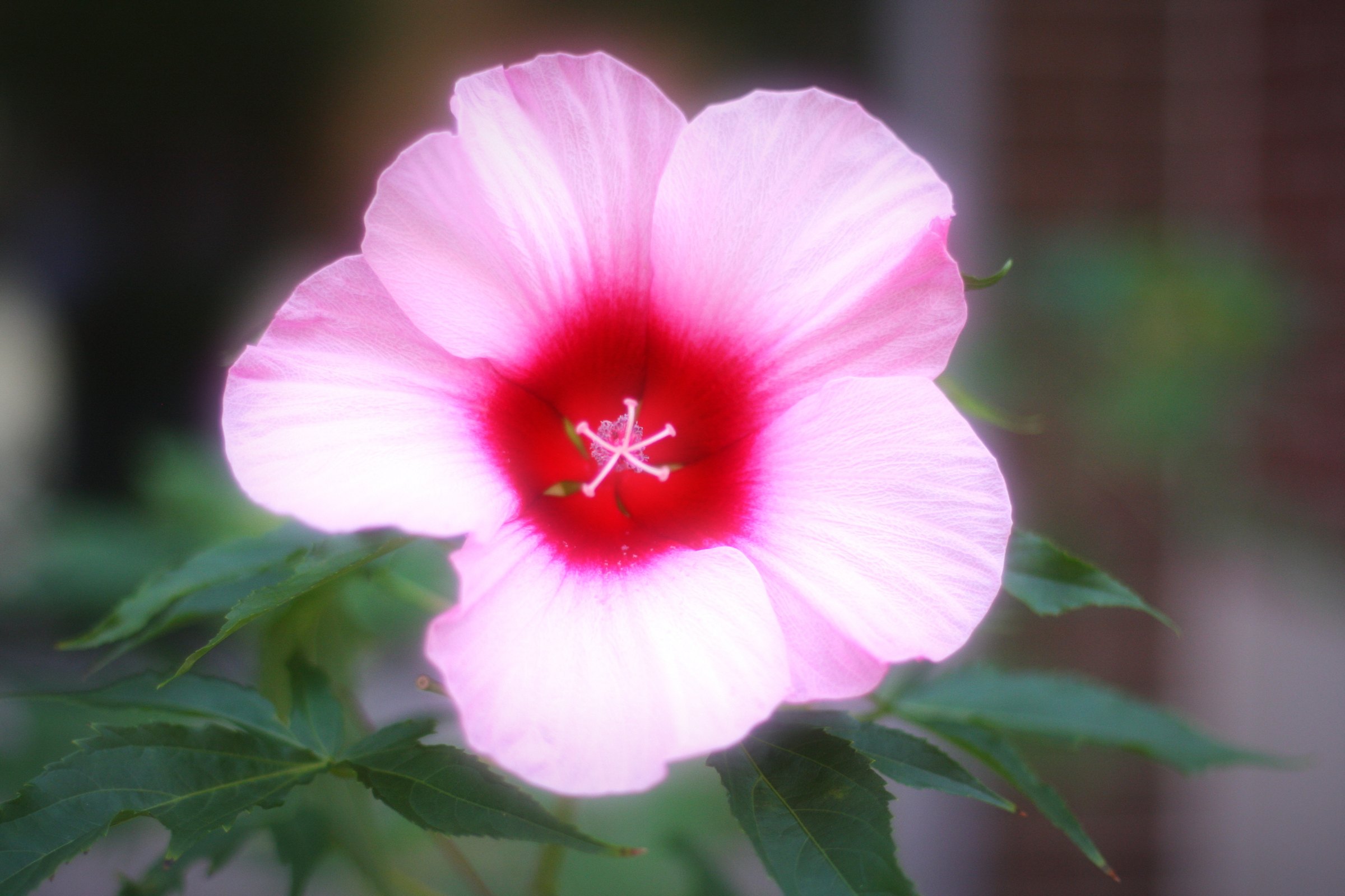 Pink hibiscus with a crimson center against soft green.