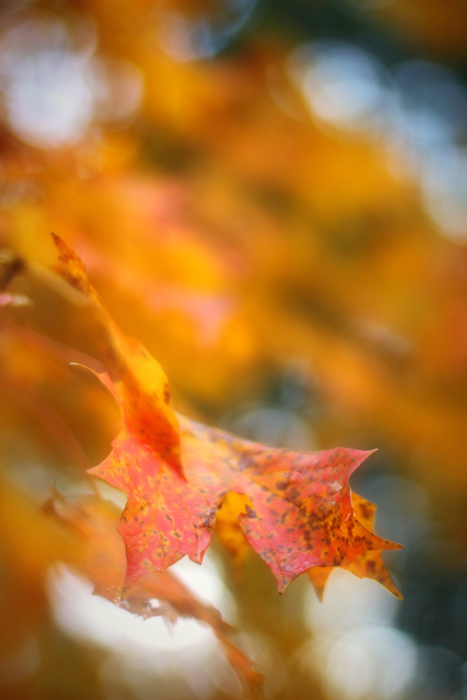Orange autumn leaves against a soft blur of amber and gold.
