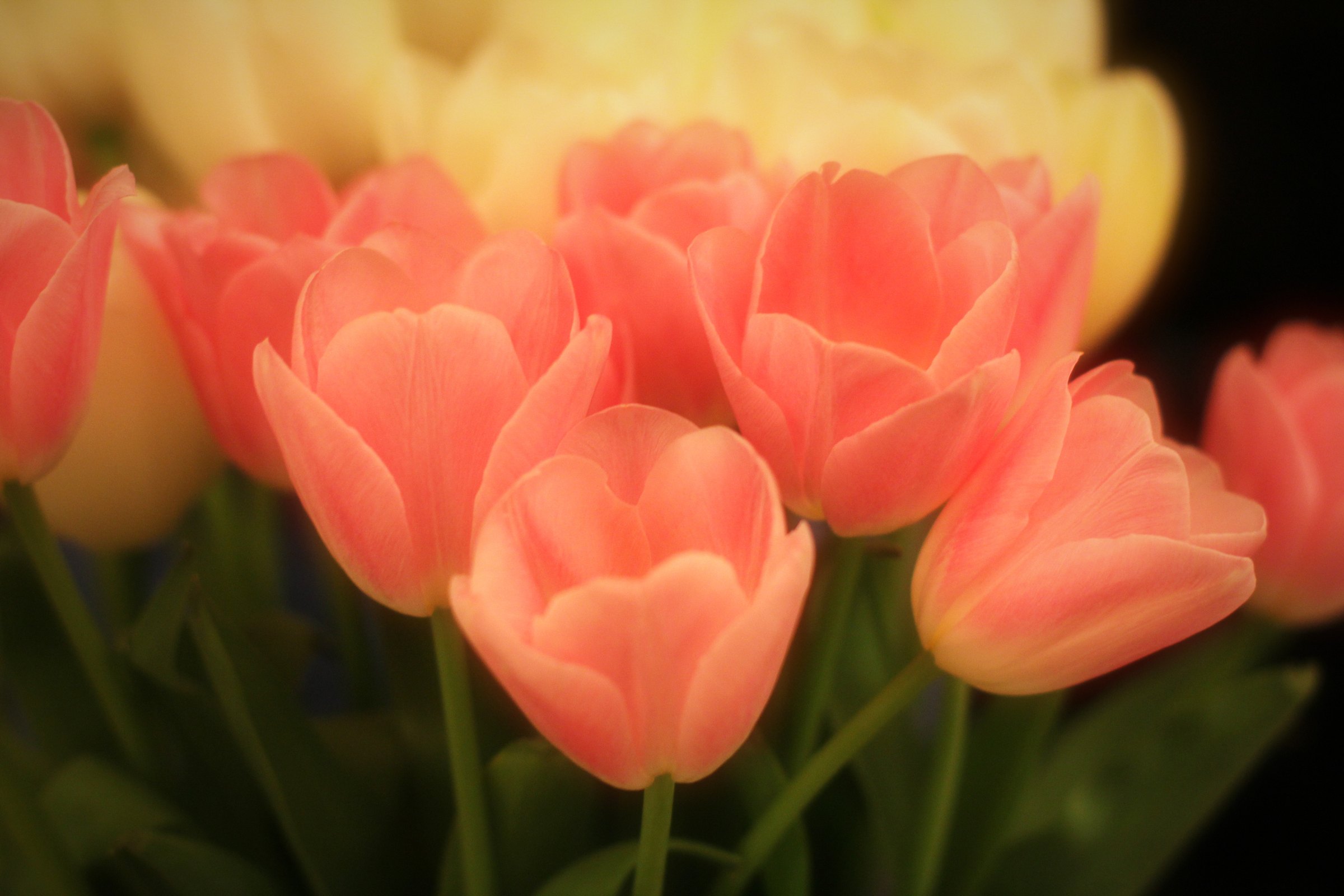 Coral-pink tulips with softly blurred blooms behind.