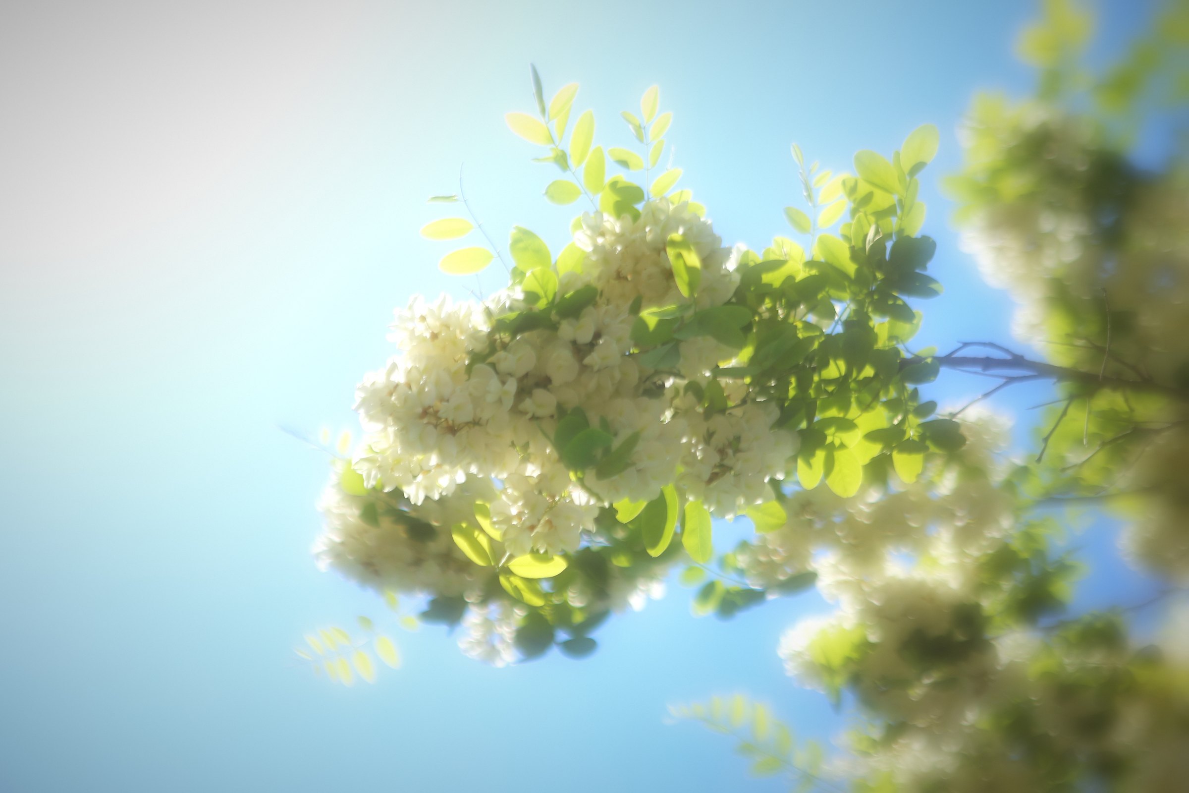 Clusters of pale blossoms and green leaves against a bright blue sky.