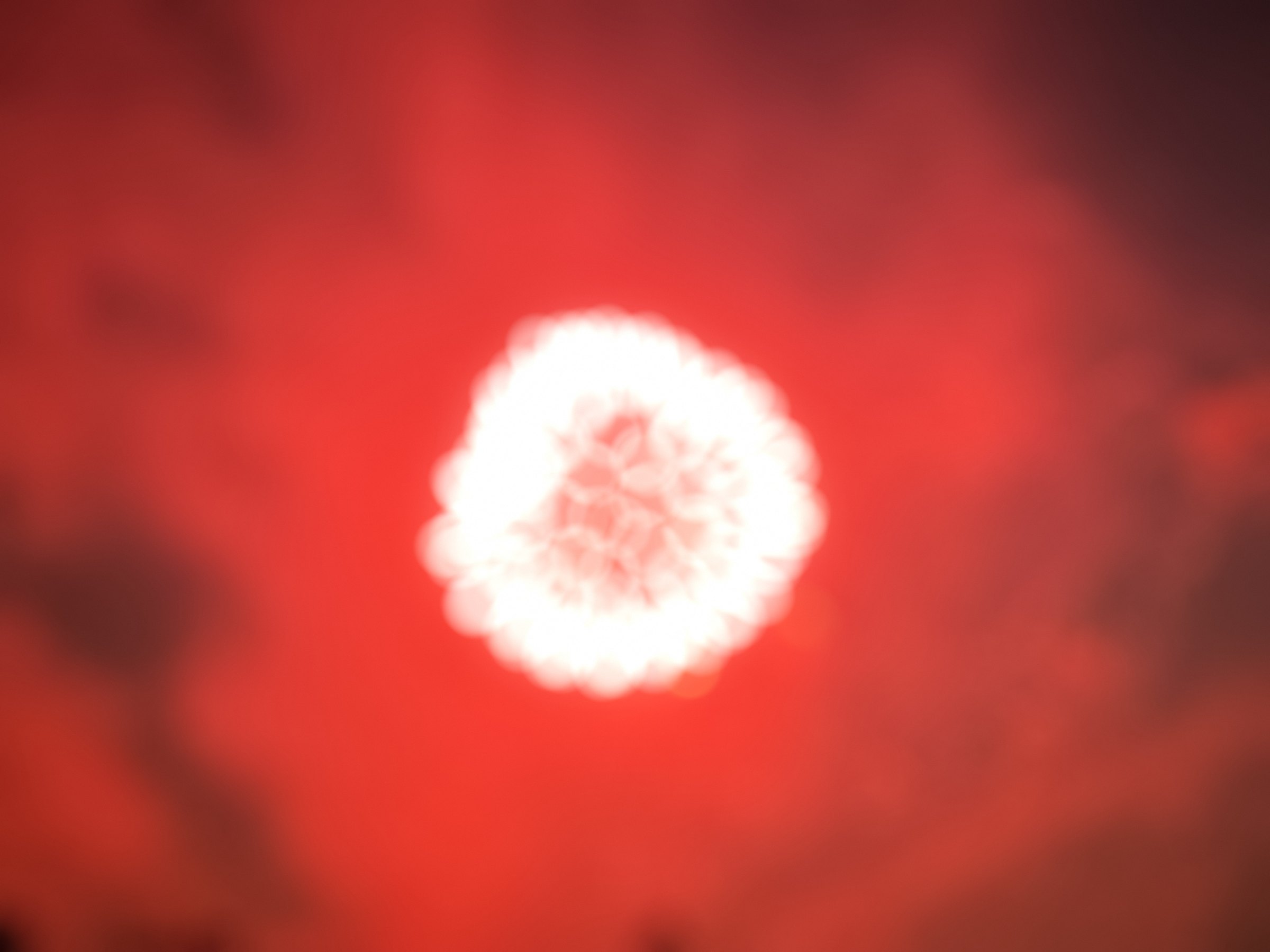 White firework burst like a dandelion against deep red.