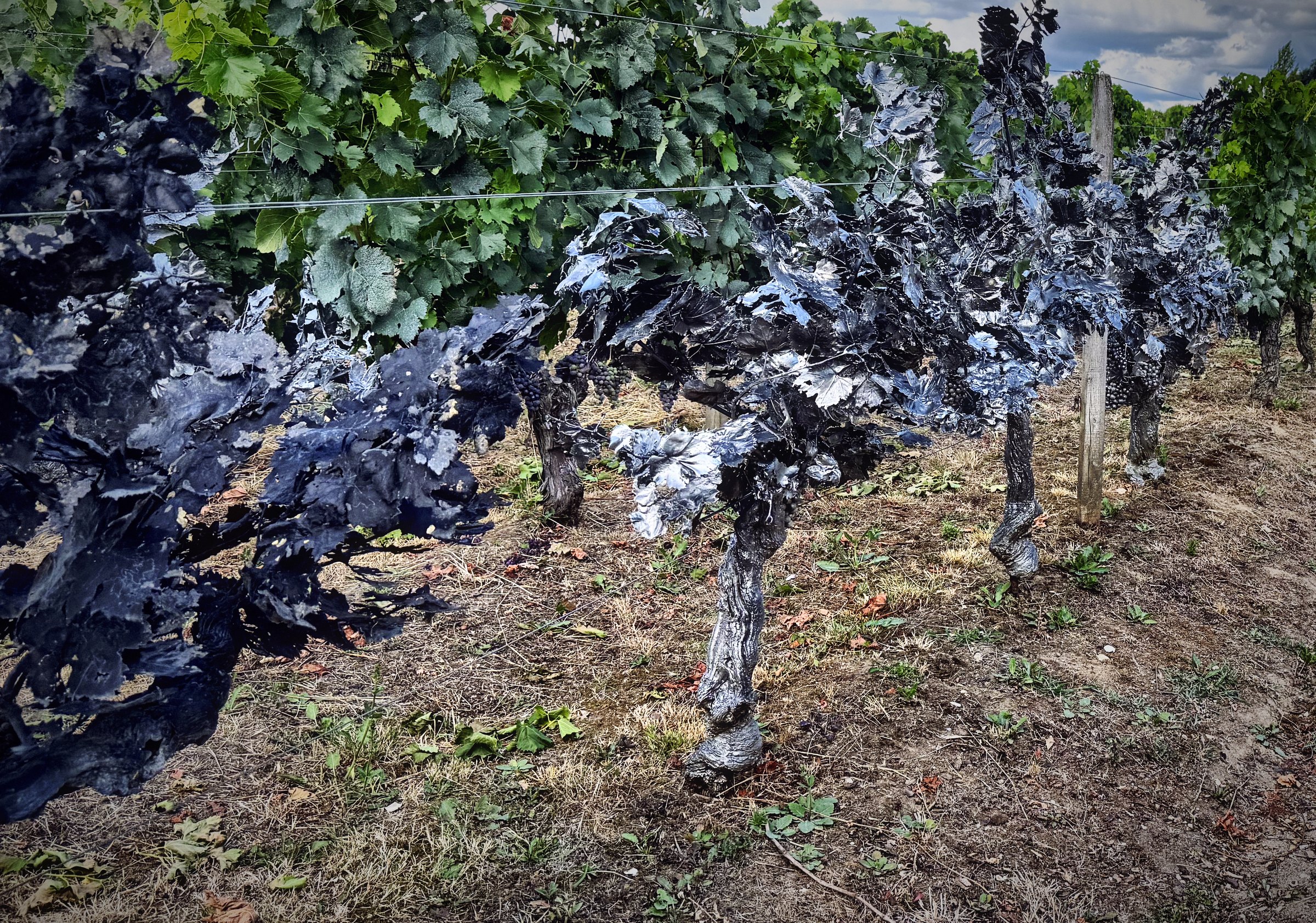 Twisted old vines with leaves coated blue-grey, standing in a dry row.
