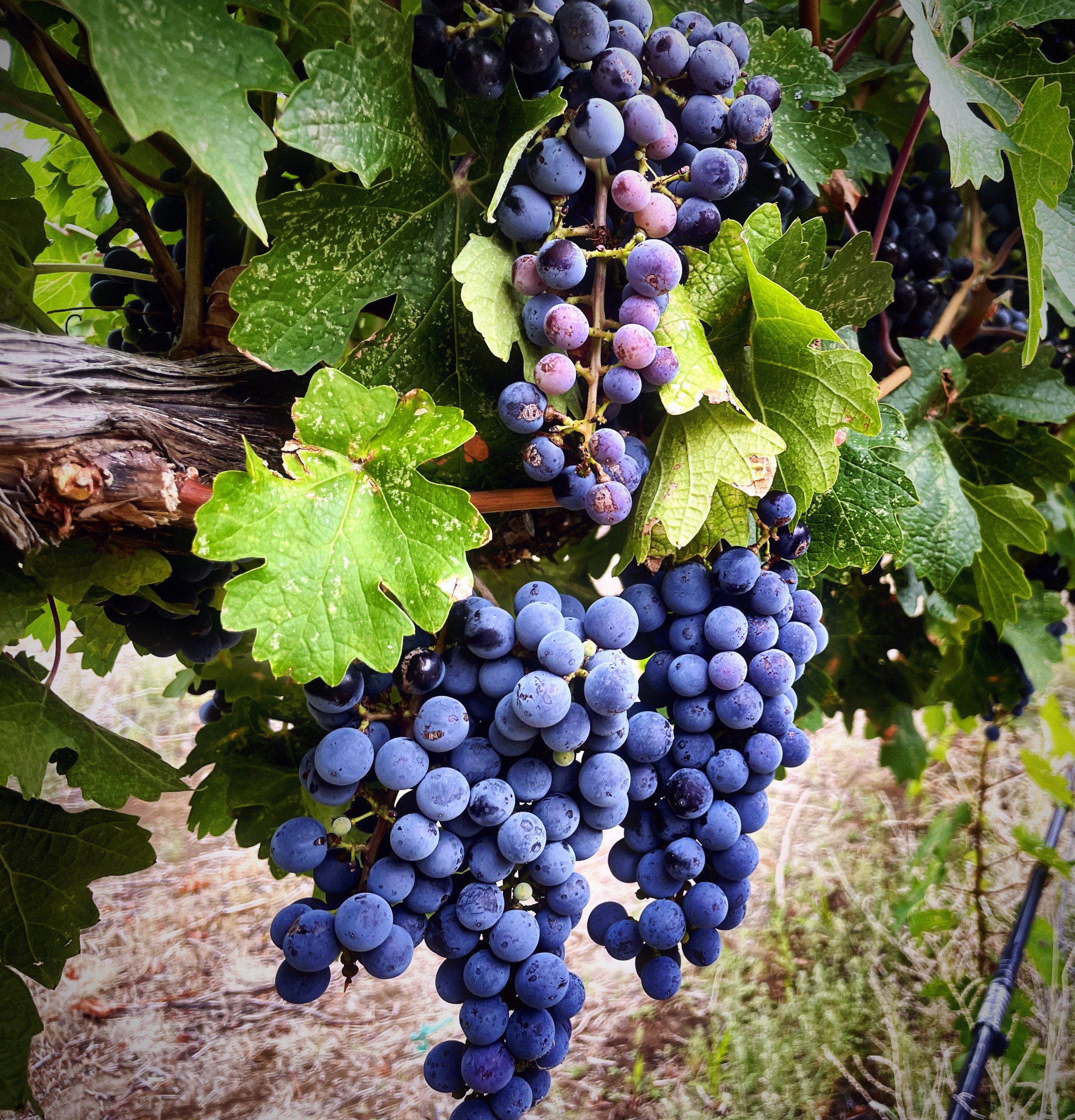 Two dark grape clusters hanging beneath bright green leaves and an old cordon.