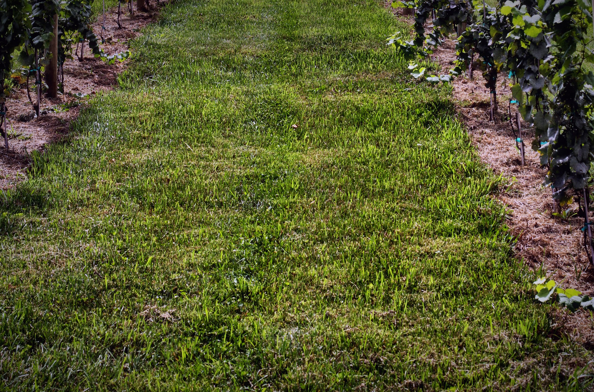 A grass aisle running between two rows of vines.