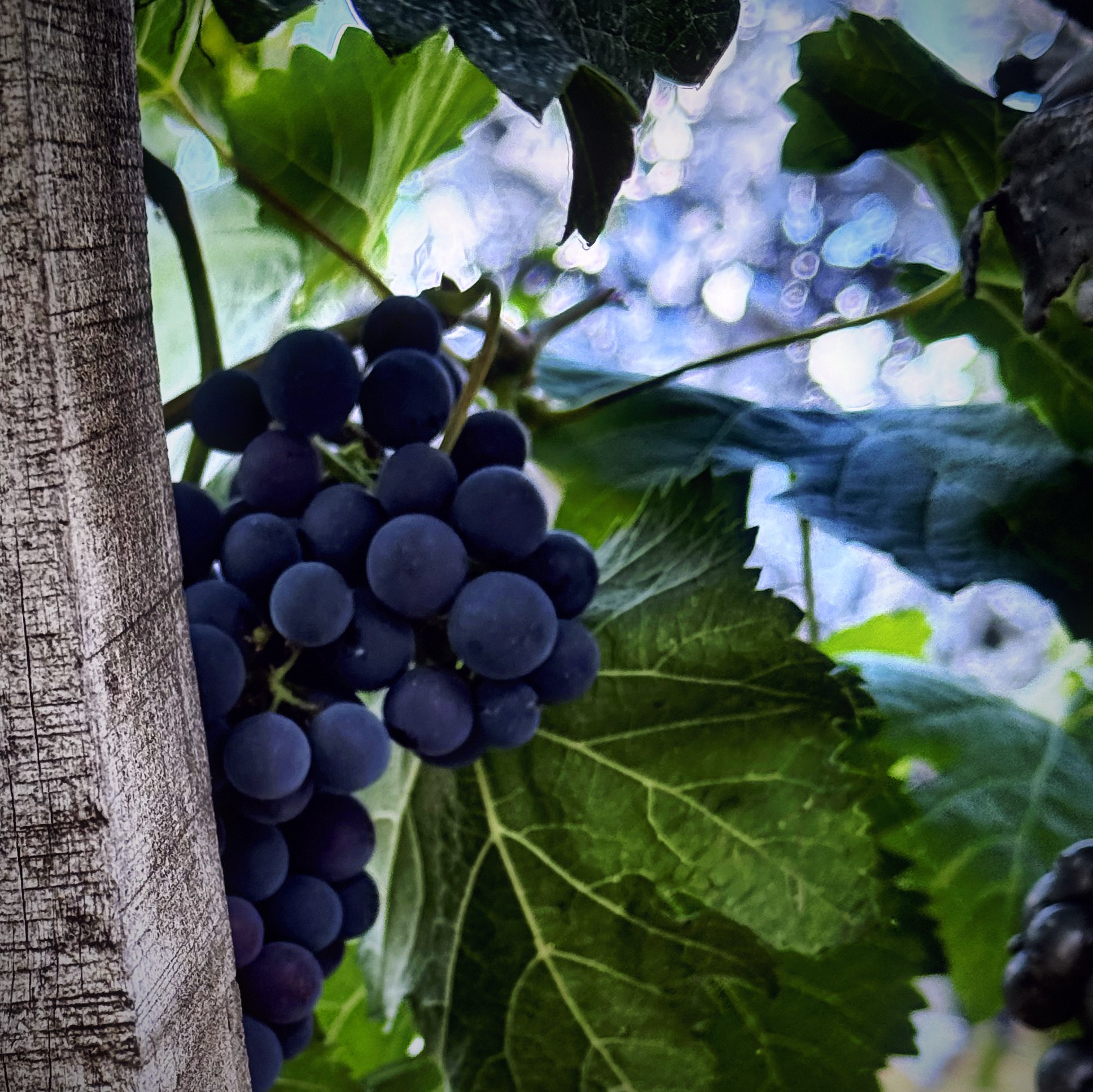 A dark cluster of grapes beneath broad green leaves next to a wooden vineyard post.