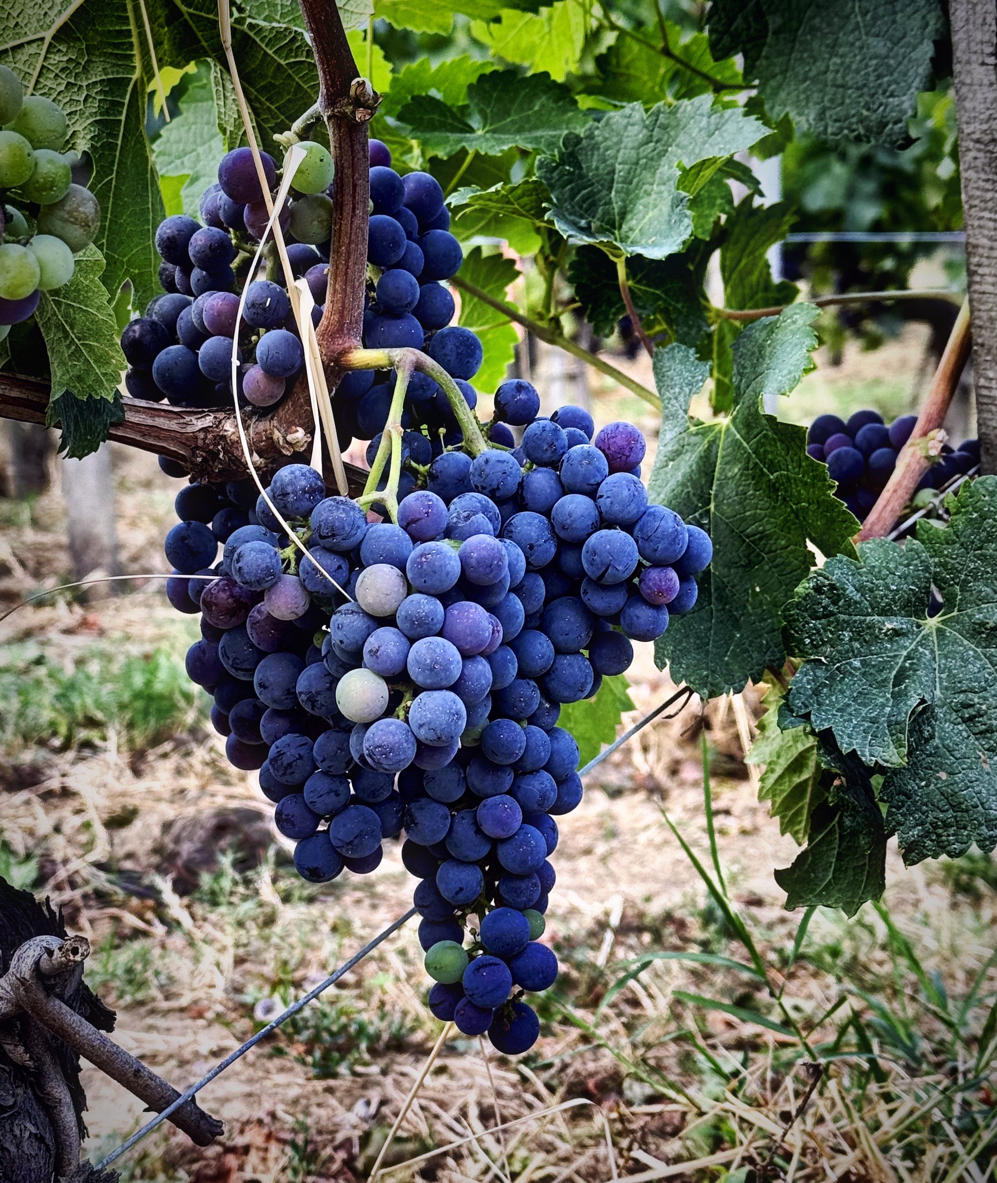 A heavy cluster of dark grapes hanging low over dry grass between vines.