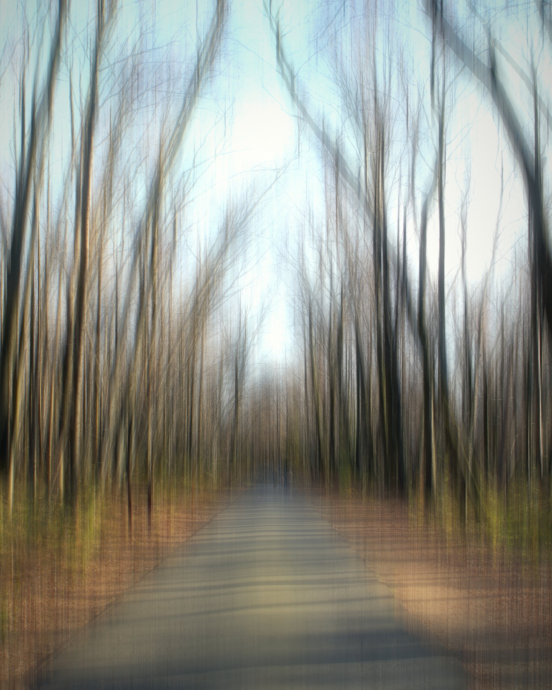 Abstract vertical blur of bare tree trunks over a pale path.