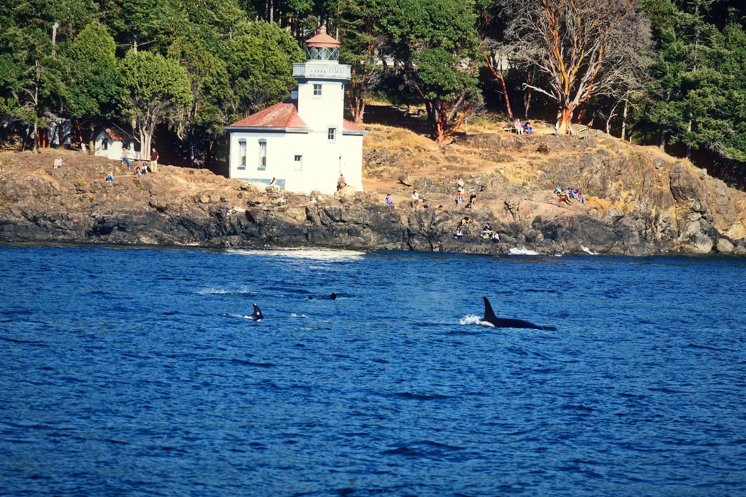 Orcas surfacing in deep blue water below a small white lighthouse on a rocky shore.