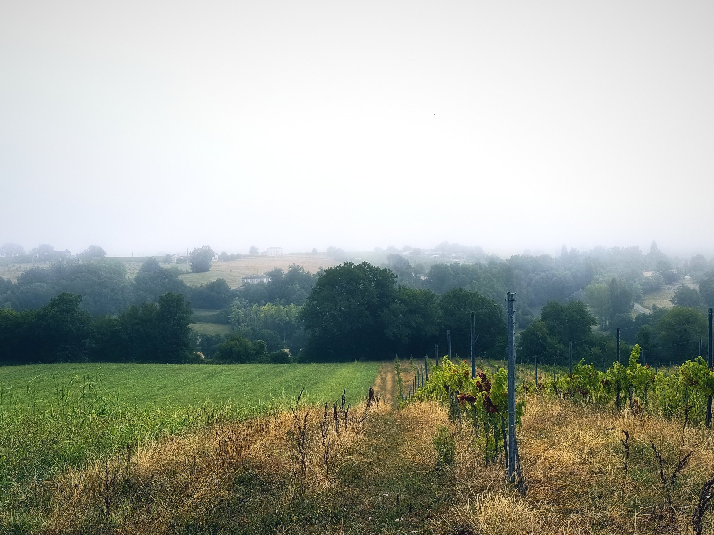 Fog lying over a green valley and hedgerows, with the far hills dissolving into white.