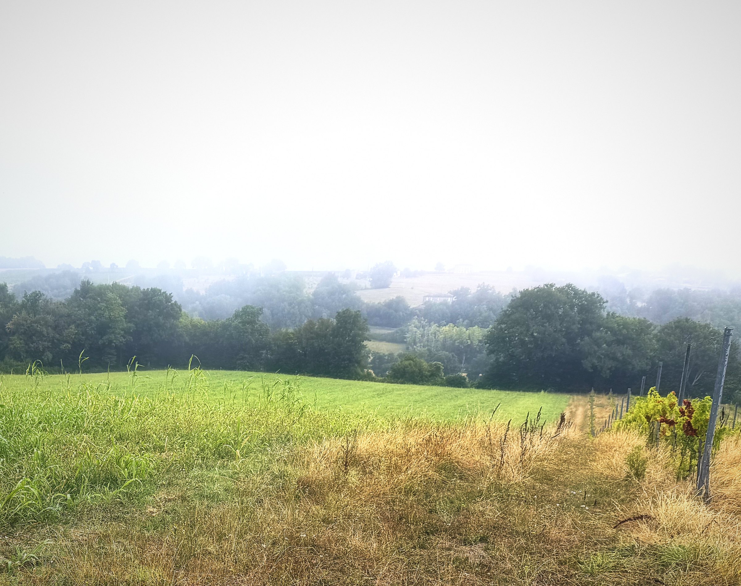 Morning haze hanging over wooded valleys beyond a slope of green and sun-dried grass.