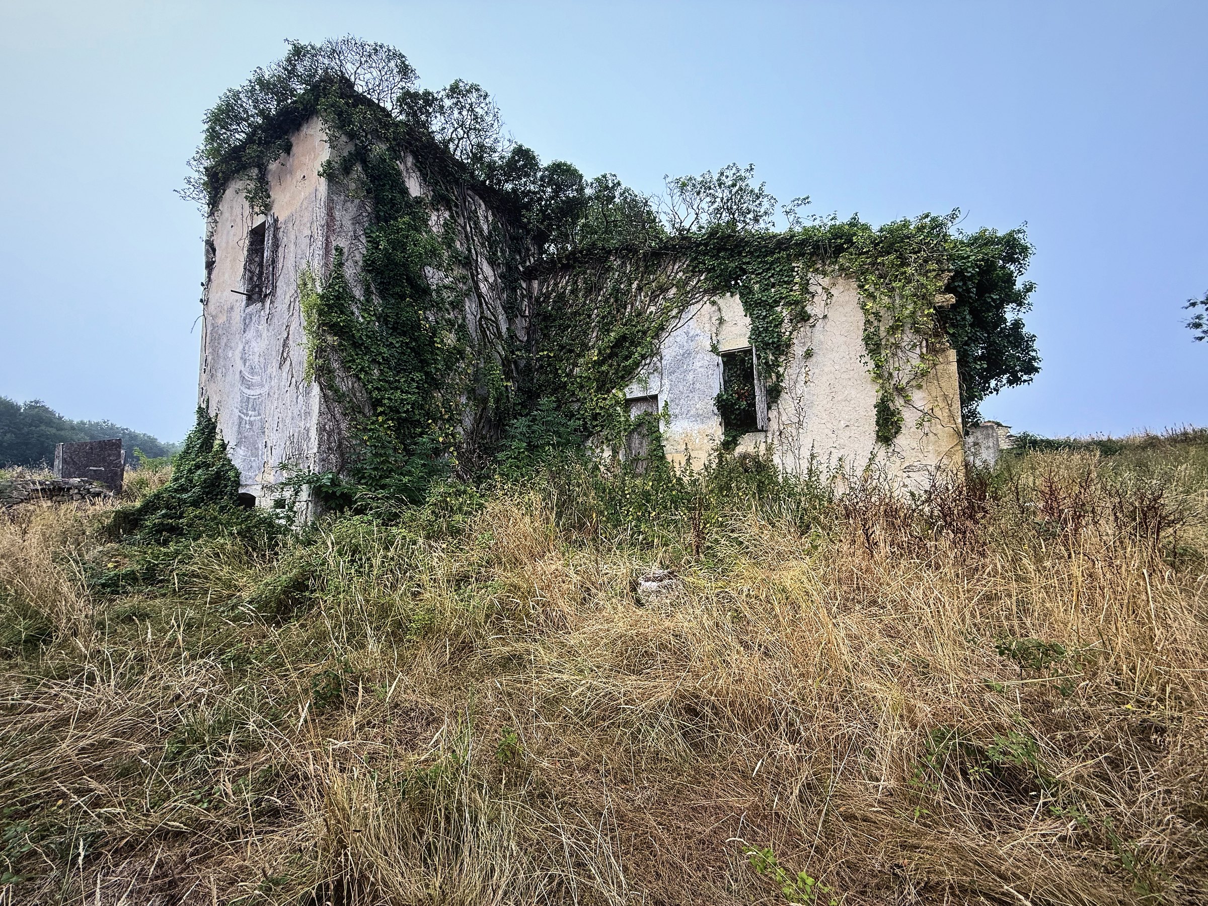 A roofless stone farmhouse ruin wrapped in ivy, standing in dry summer grass.
