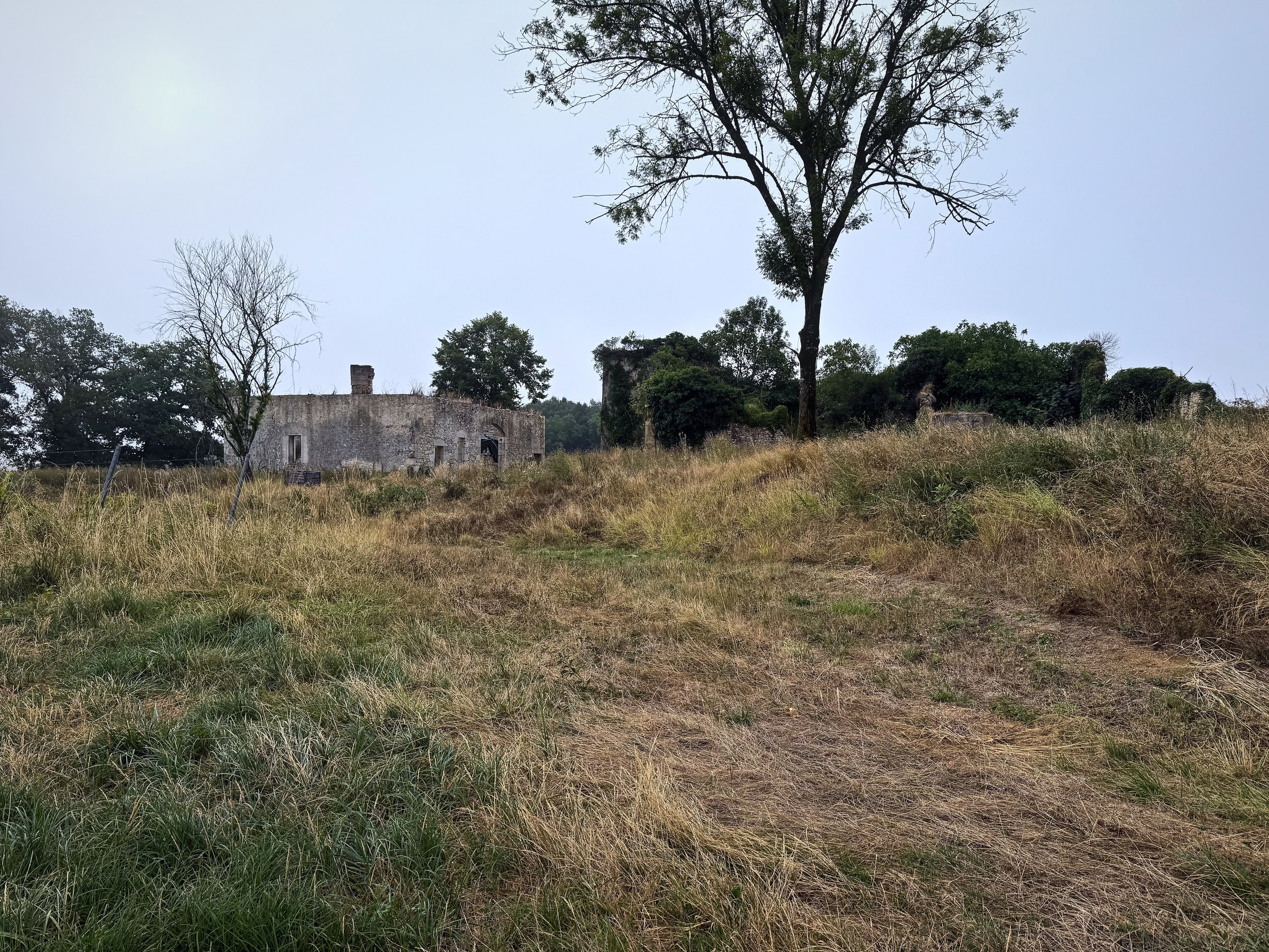 A lone tree on a rise of rough grass with an old farmhouse and hedges behind.