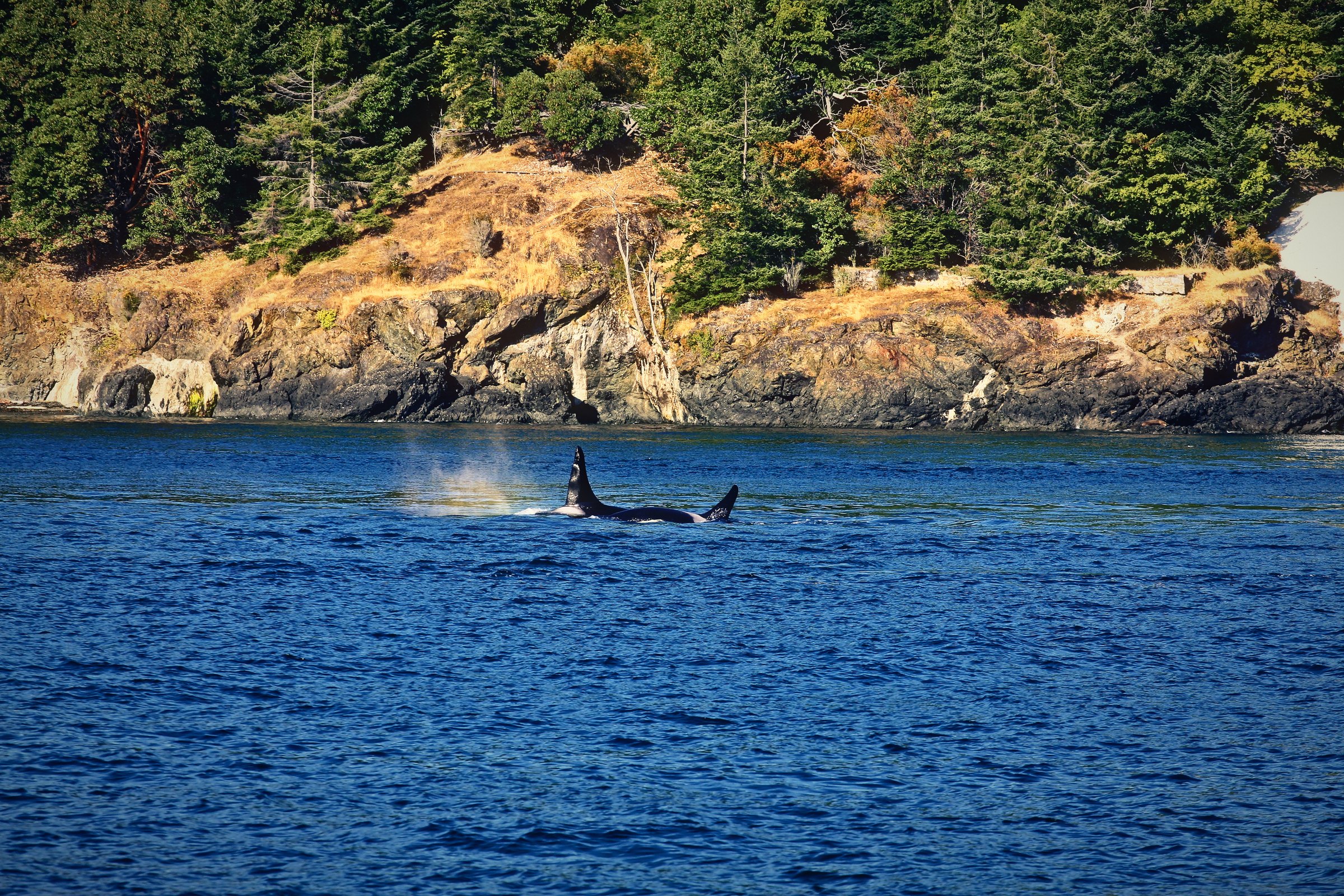An orca surfacing in dark water below a rocky, wooded shore.