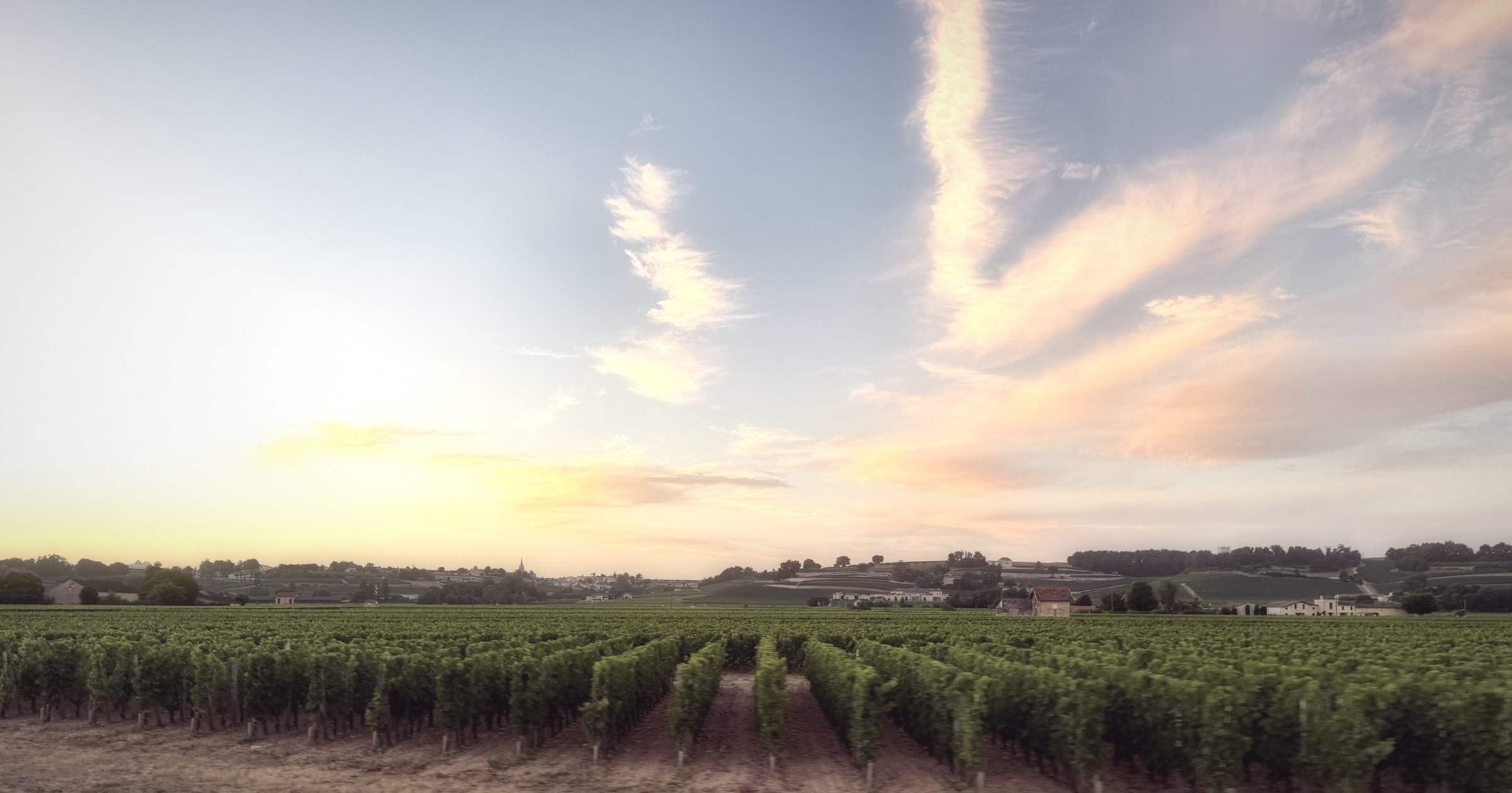 Rose and gold clouds over long vineyard rows at dusk.