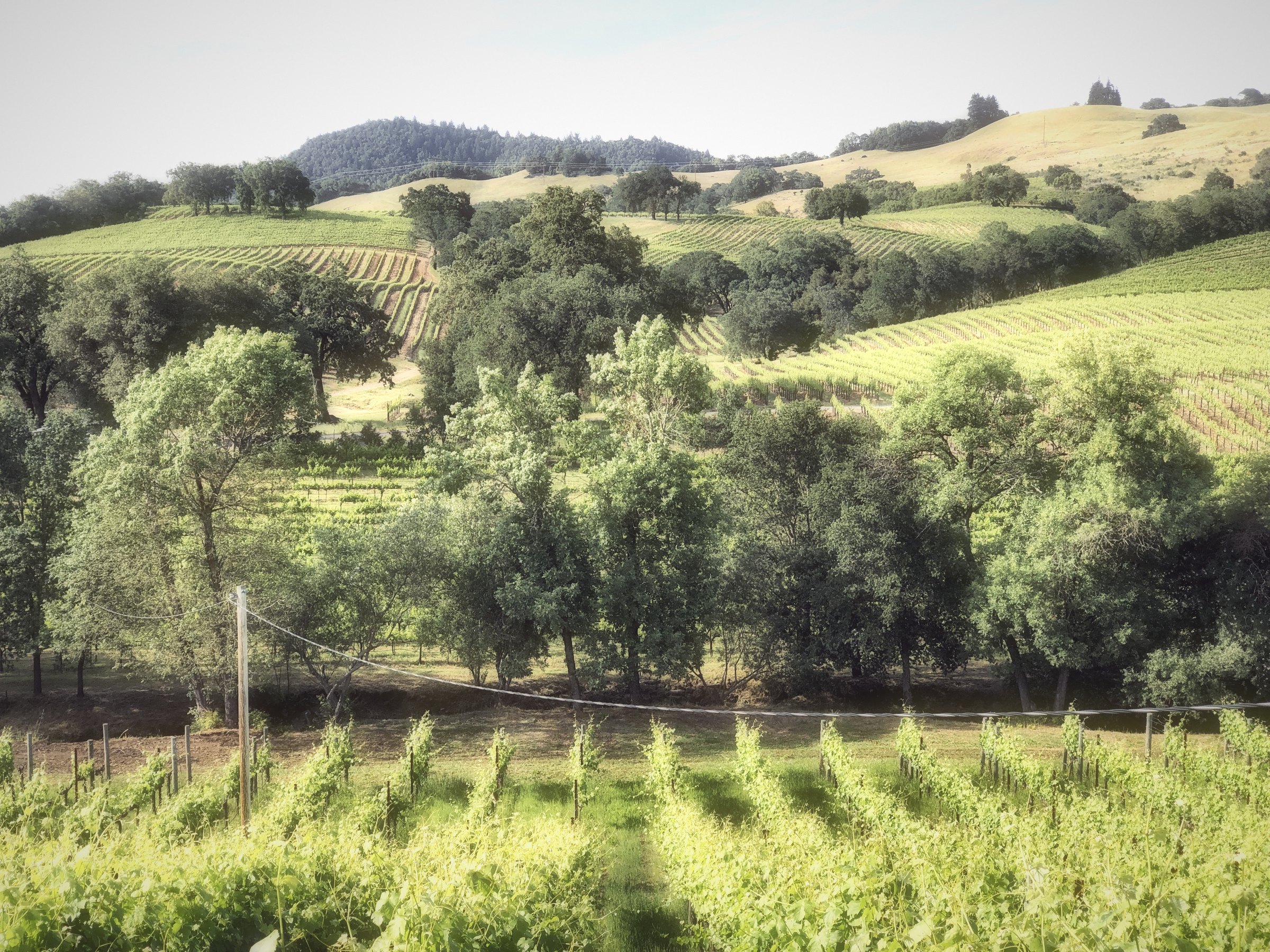Young green vines in front of oak trees and golden hills.