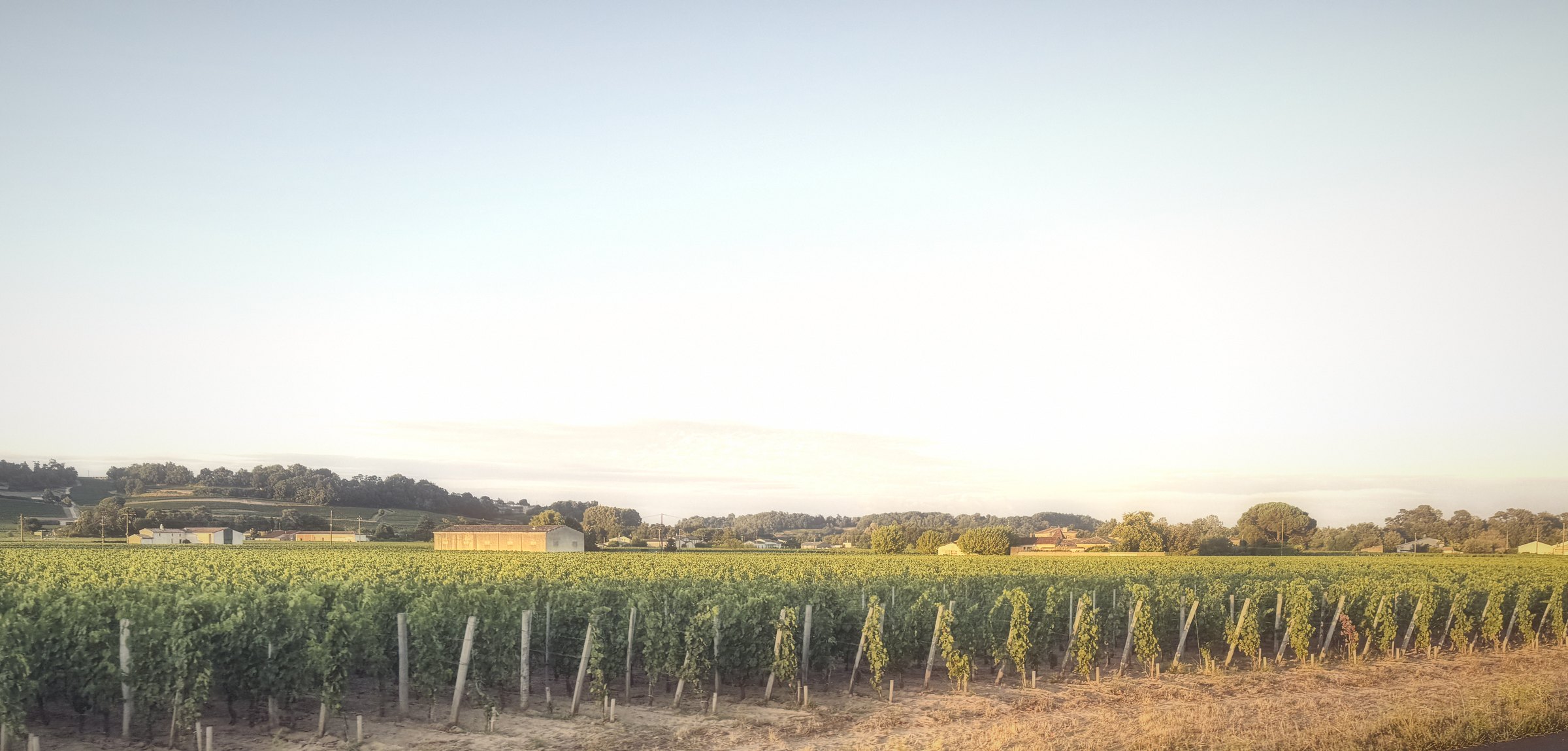 A long line of vines under a pale, hazy evening sky.