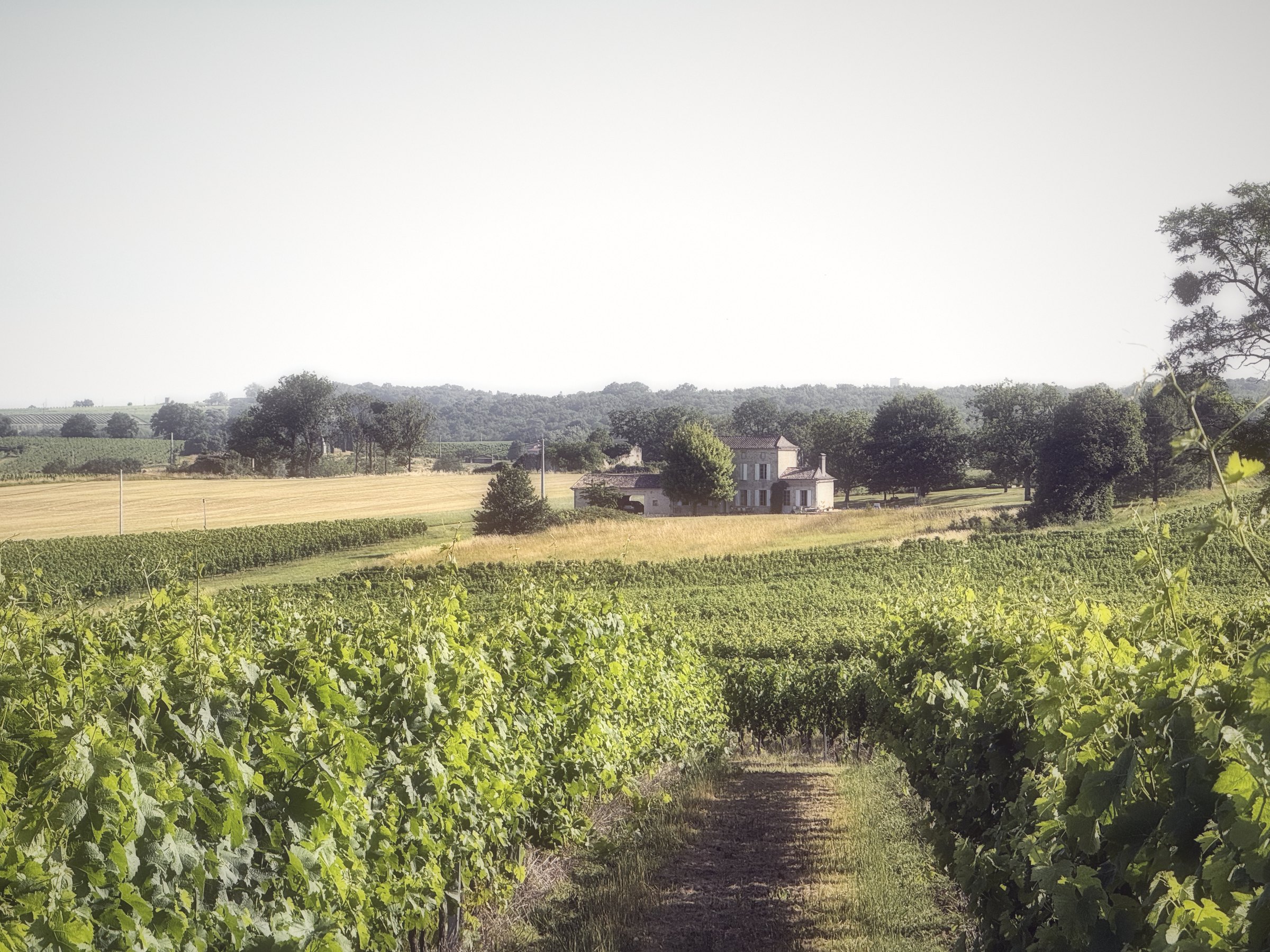 Vine rows leading toward a distant stone house and fields under a hazy sky.