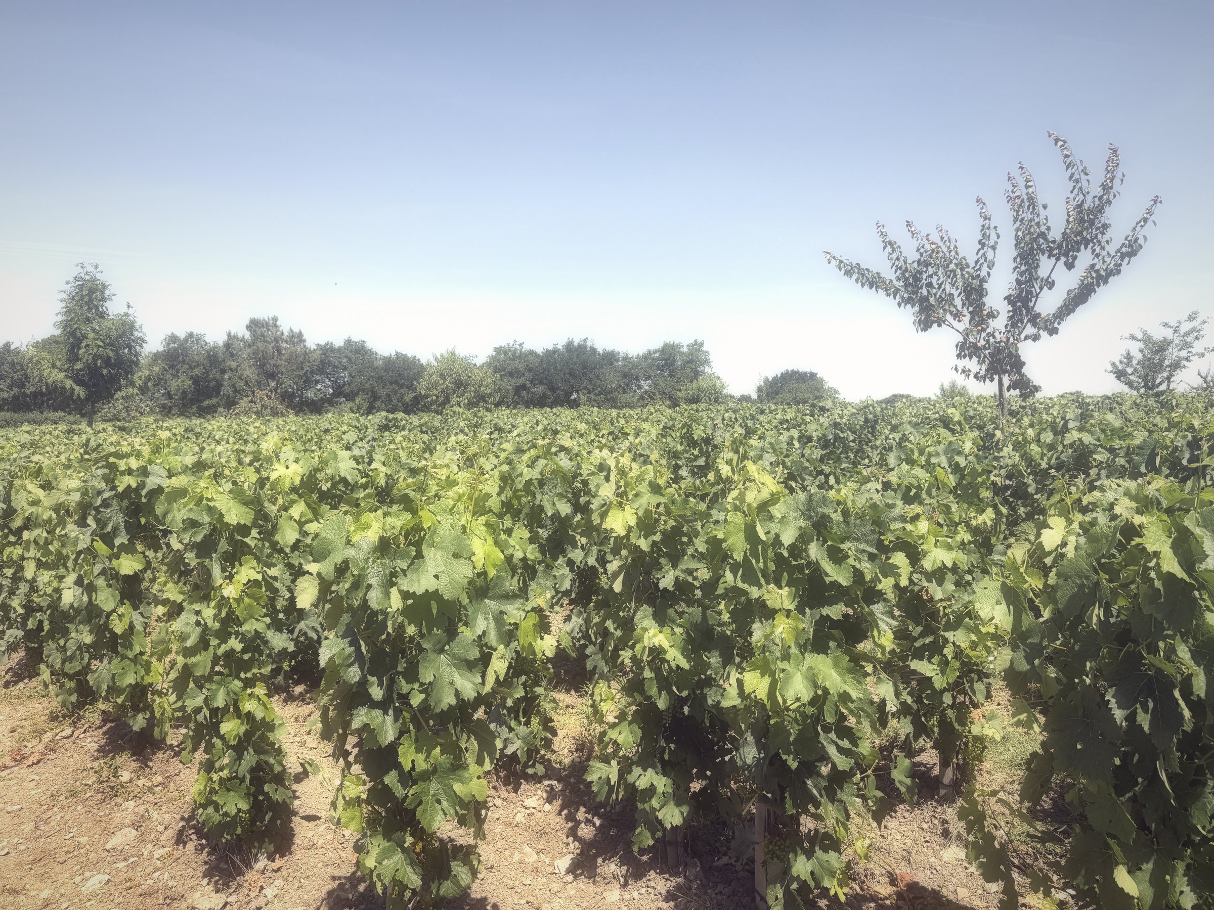 A thick wall of green vines with a single tall tree against a pale sky.