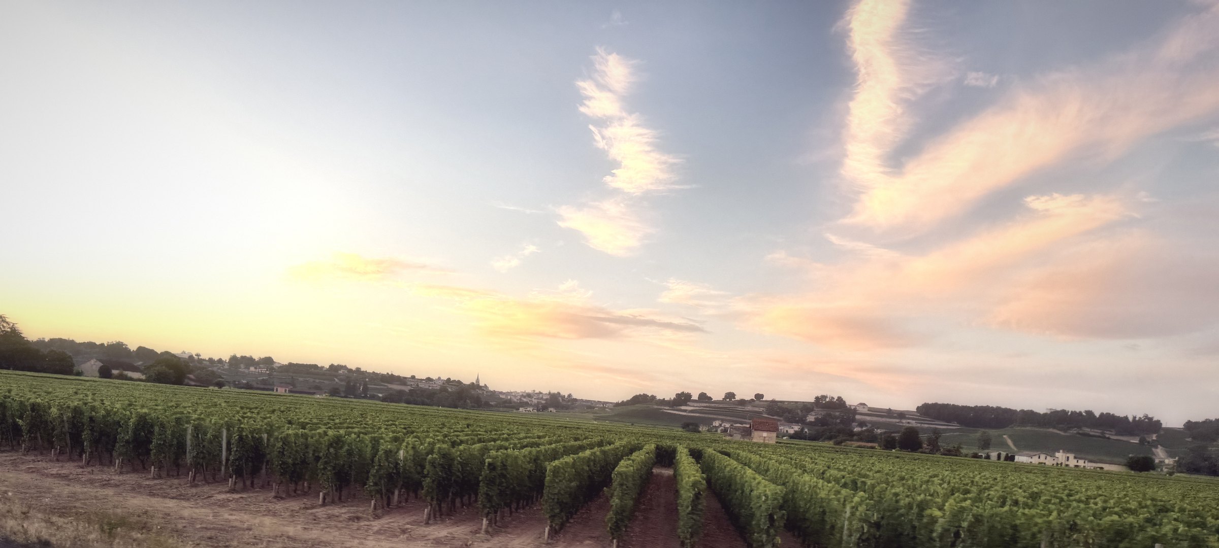 Wispy pink clouds above vine rows running to a low horizon at sunset.
