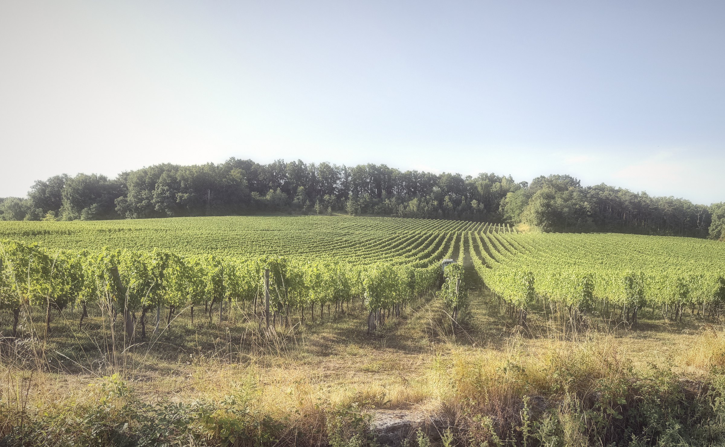 Vineyard rows sweeping across a gentle slope under a pale blue sky.