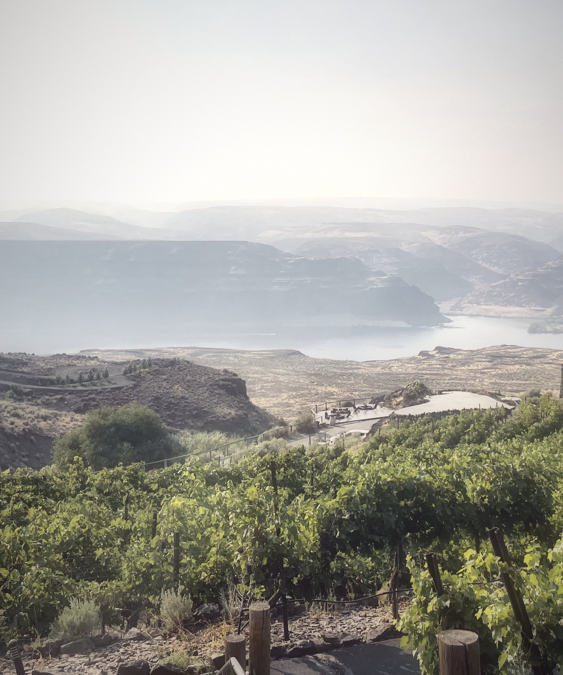 Vines on a slope above a hazy river canyon and distant cliffs.