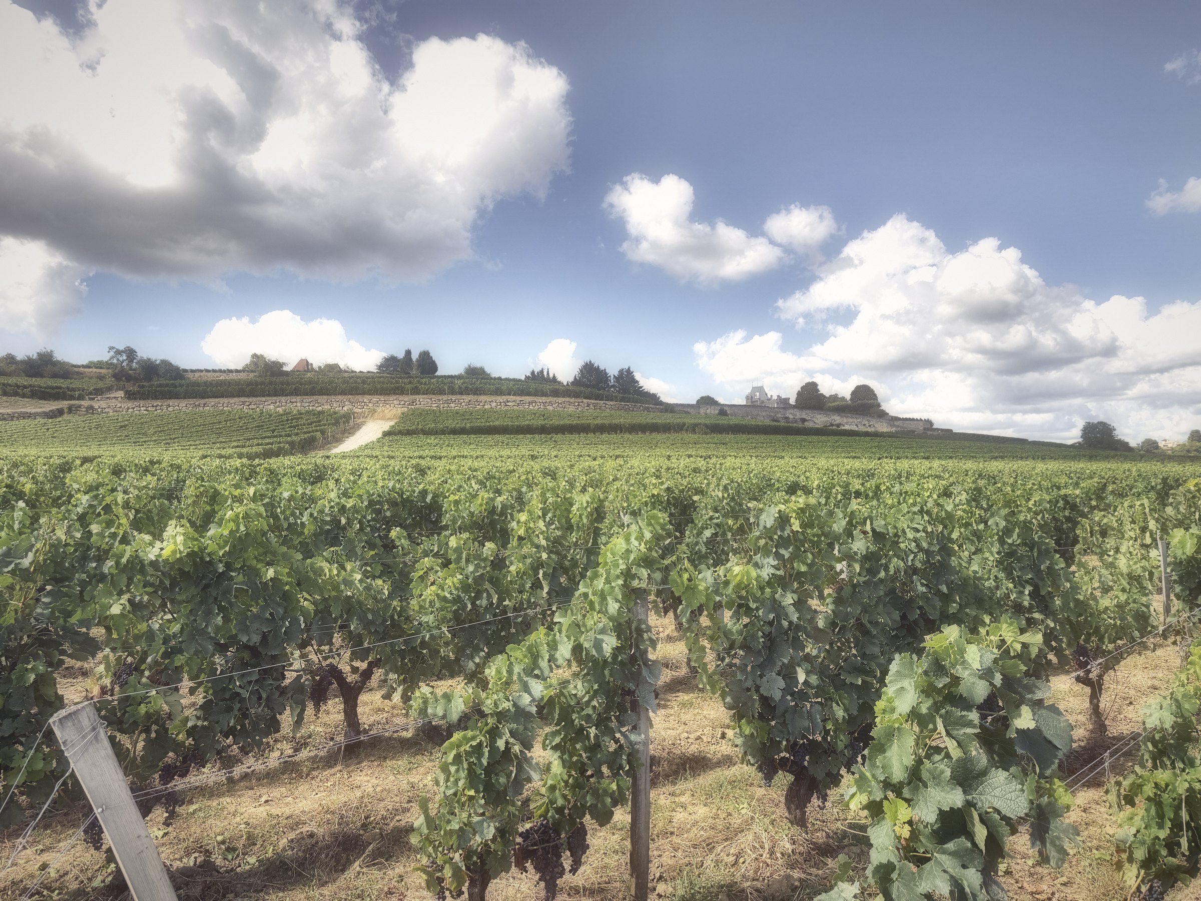 Big soft clouds over vineyard rows and a pale path across the hill.