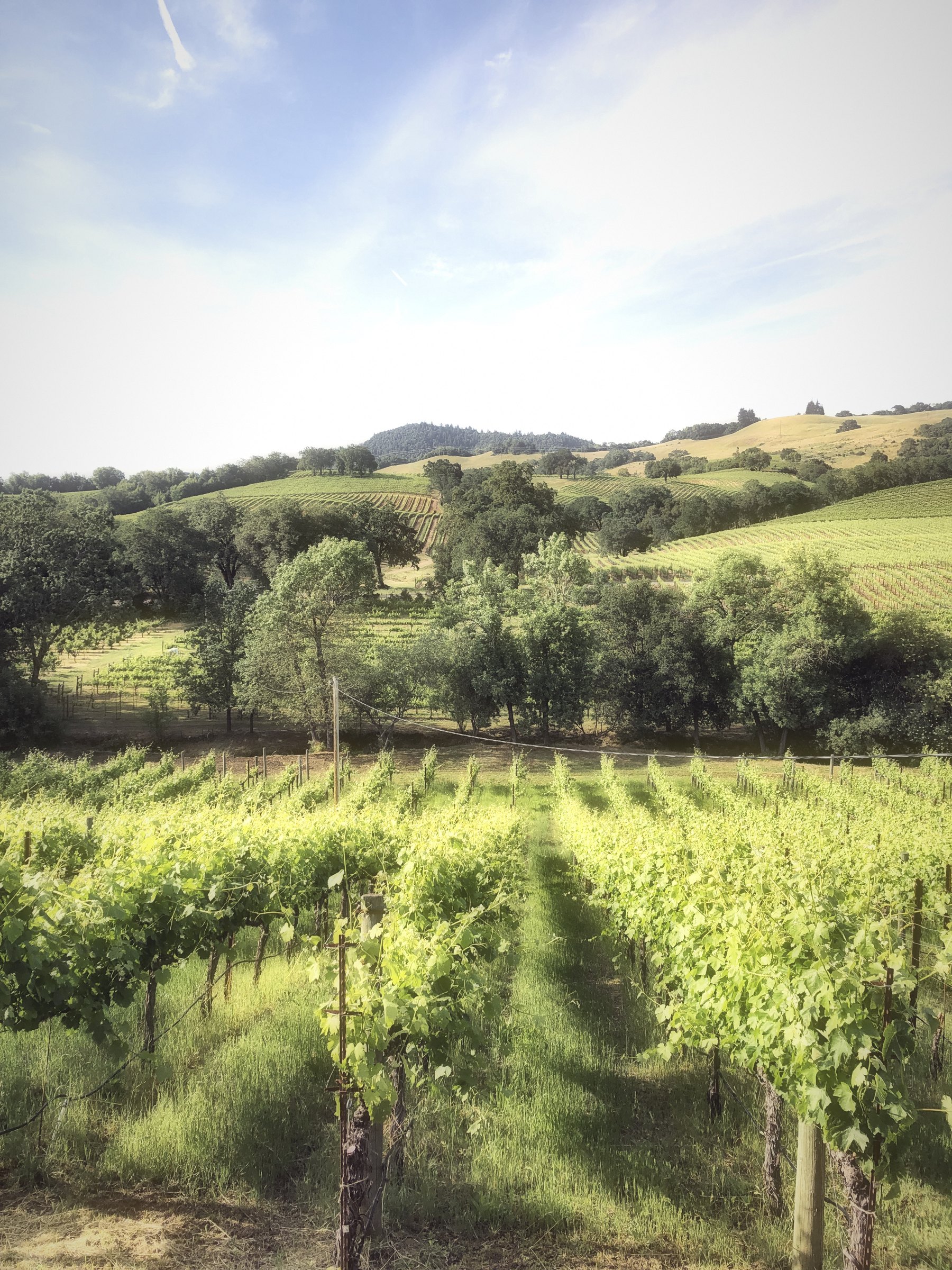 A grassy aisle between young vines leading to oaks and rolling hills.