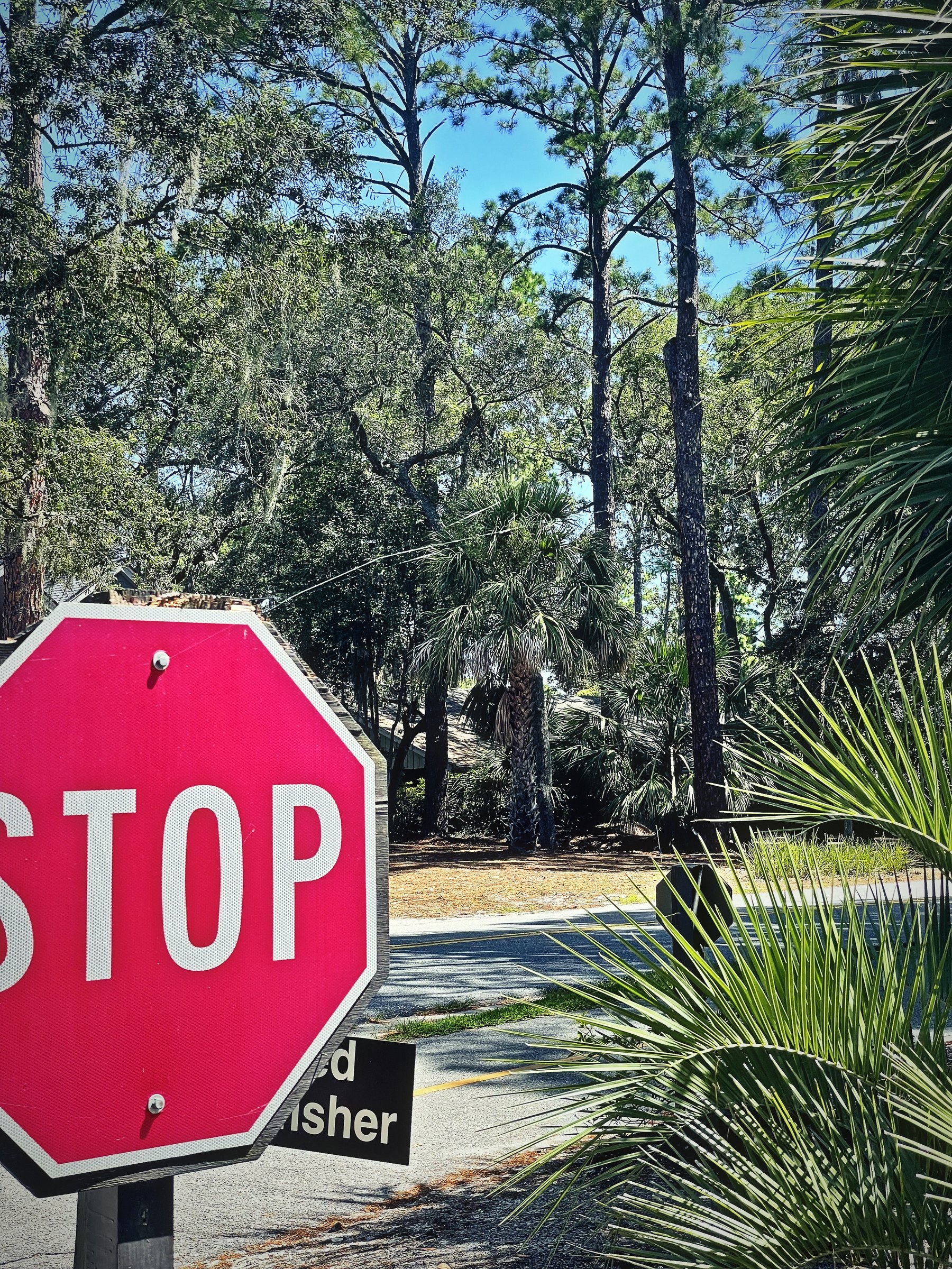 Red STOP sign at the edge of the frame with tall pines and palmettos behind.
