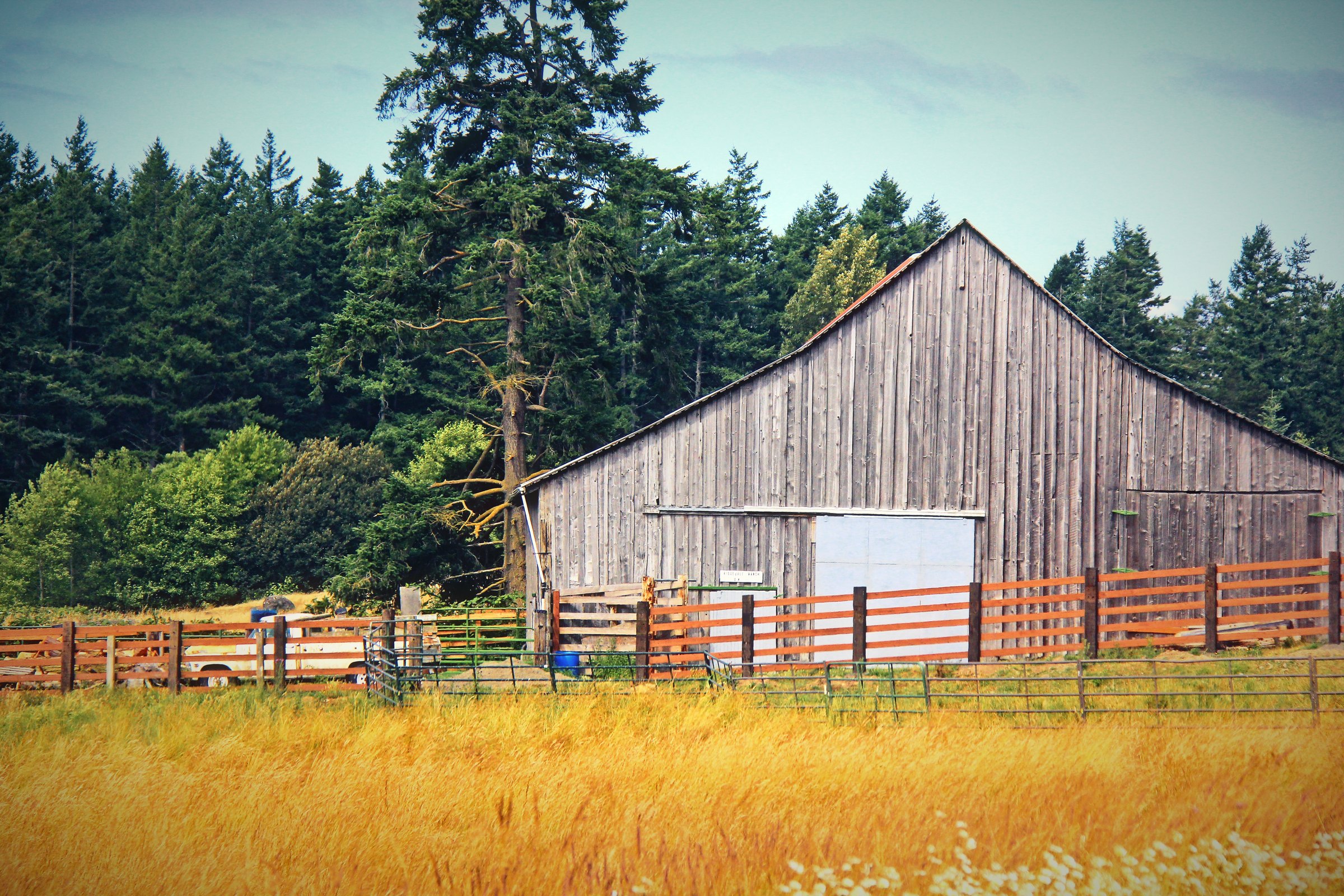 A weathered grey timber barn behind a field of golden grass and dark pines.
