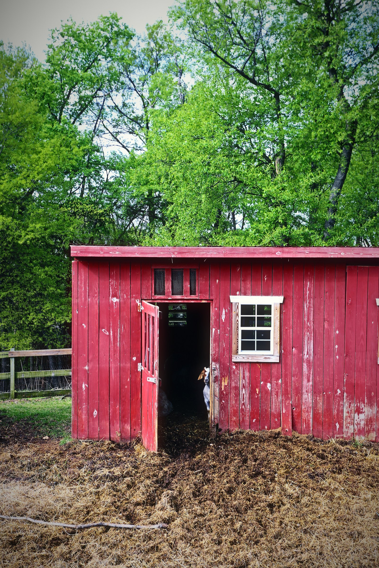 A small red barn with its door open, set against bright green trees.