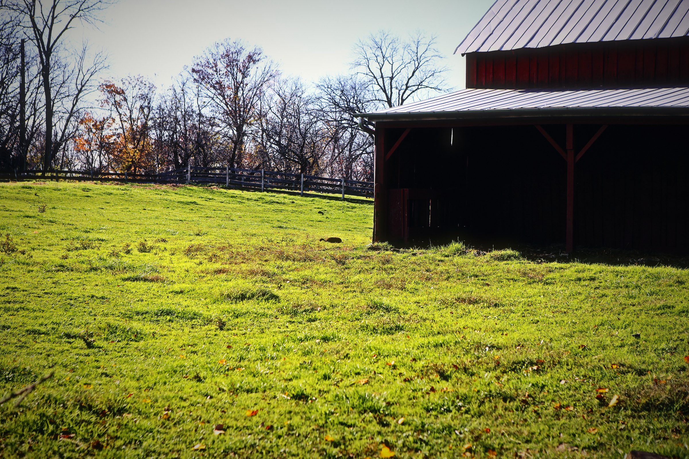A dark red barn at the edge of a bright green field under bare trees.
