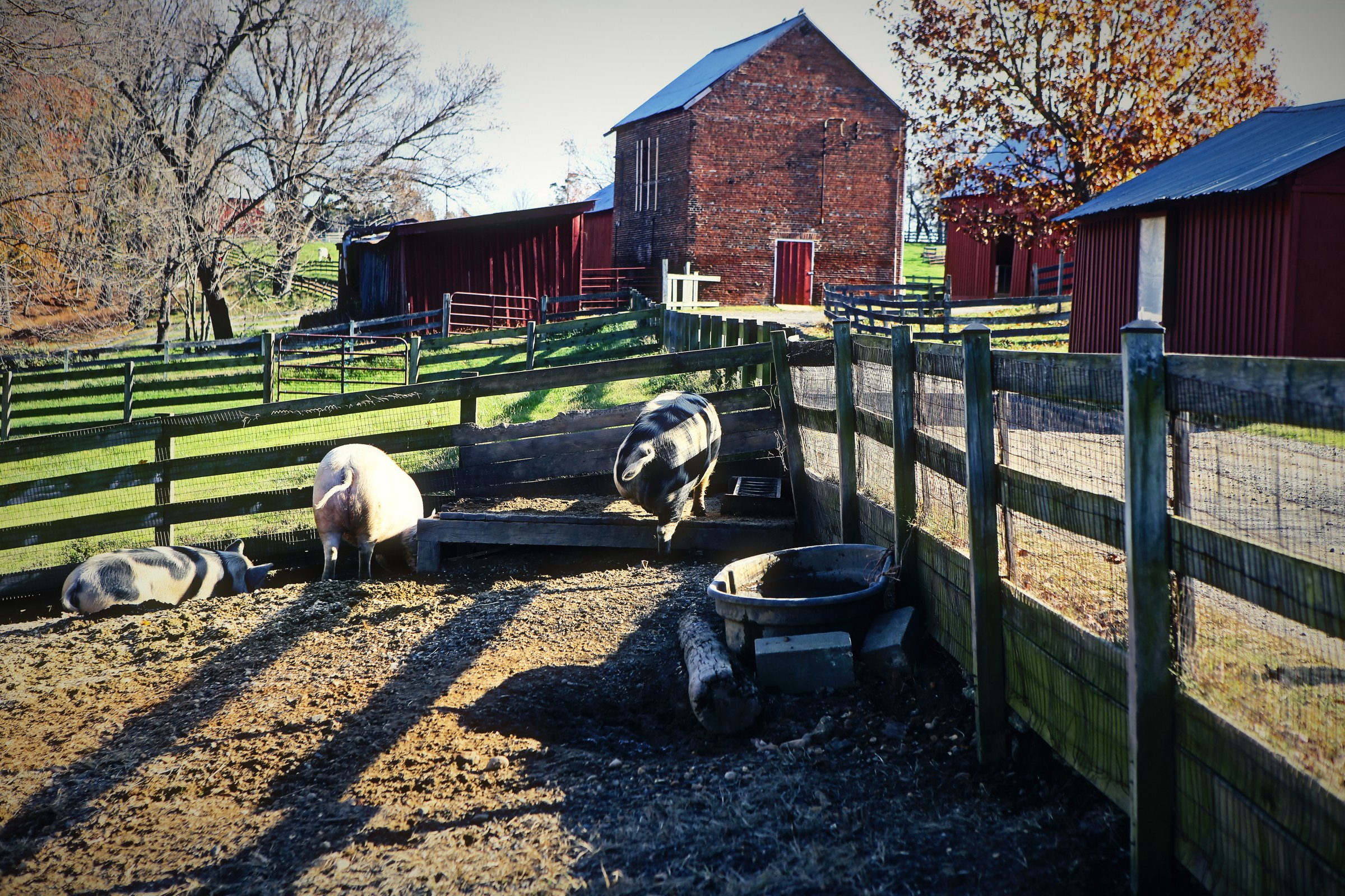 Red barns behind a wooden fenced yard with sunlight across the ground.