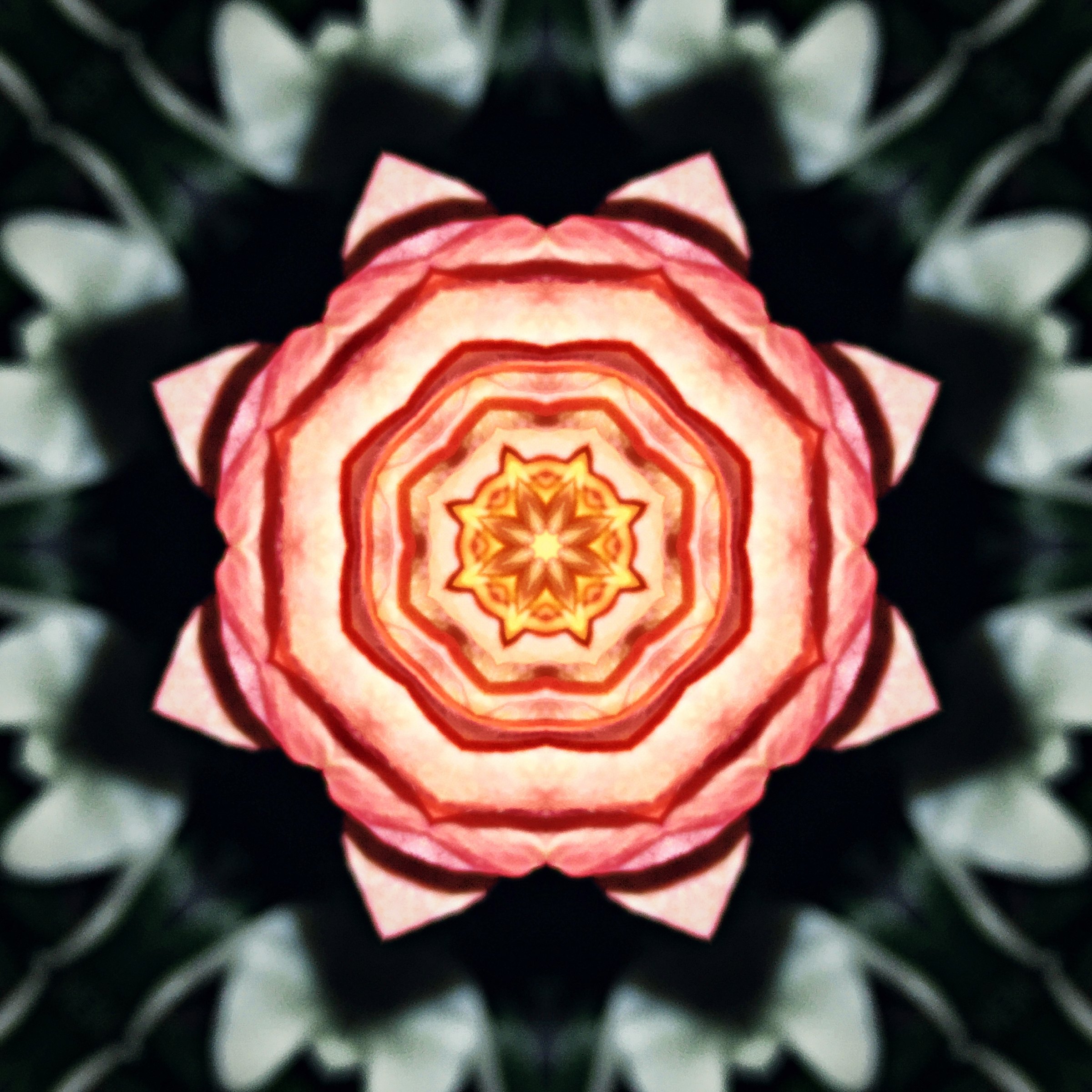 Kaleidoscope of coral-pink petals radiating from a gold center on black.