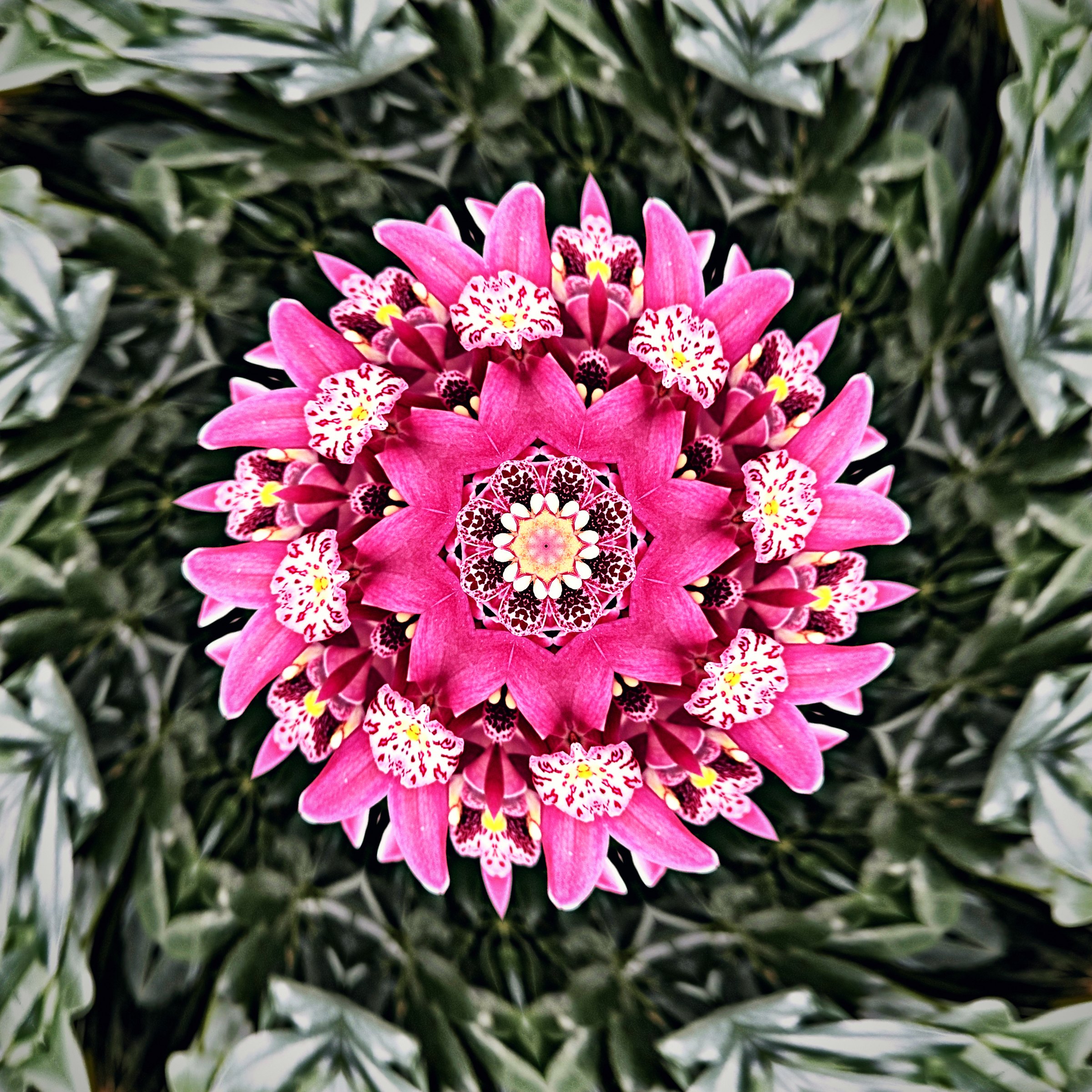 Magenta and pink blossoms arranged in a mandala among green leaves.