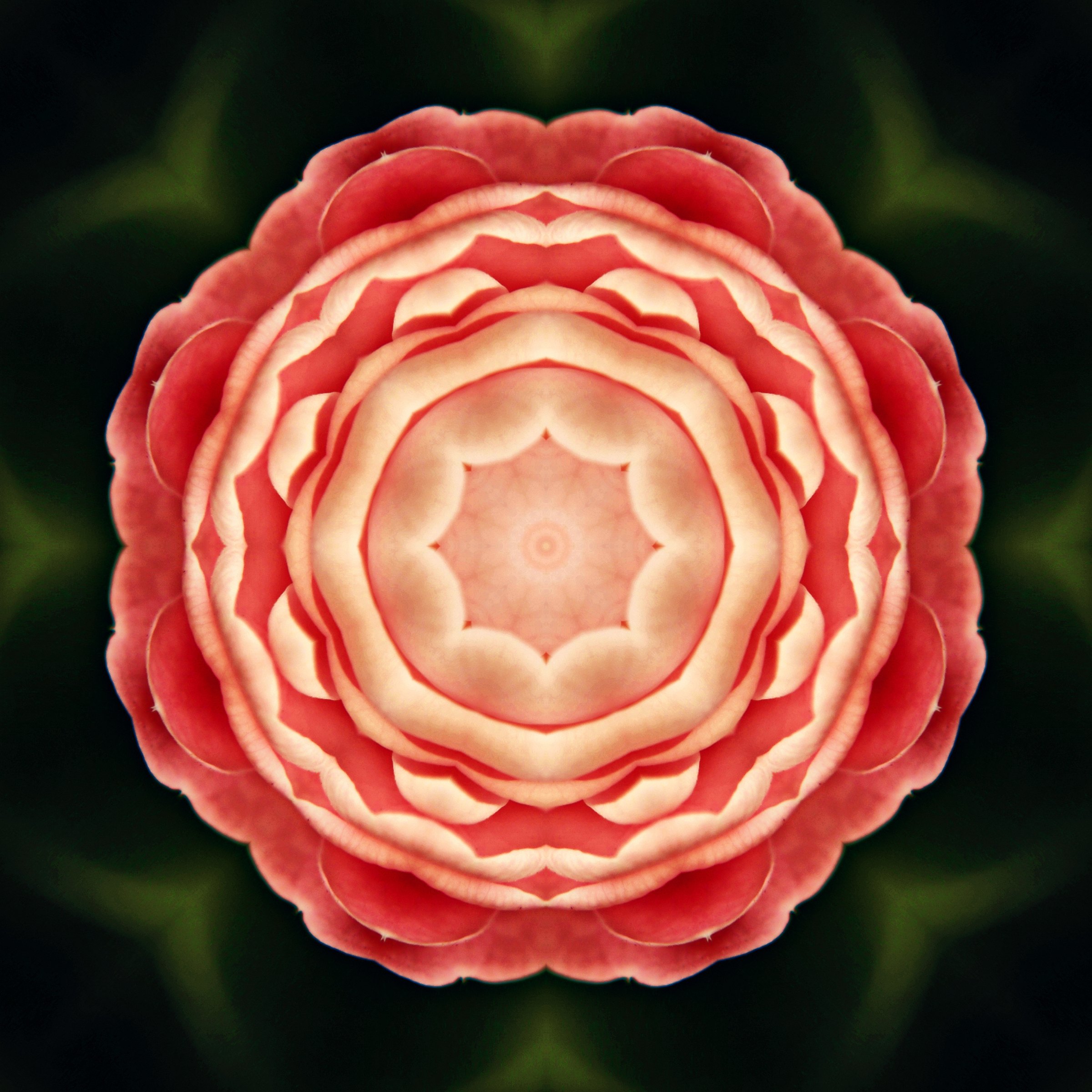Soft coral camellia petals mirrored into a round, layered flower on black.