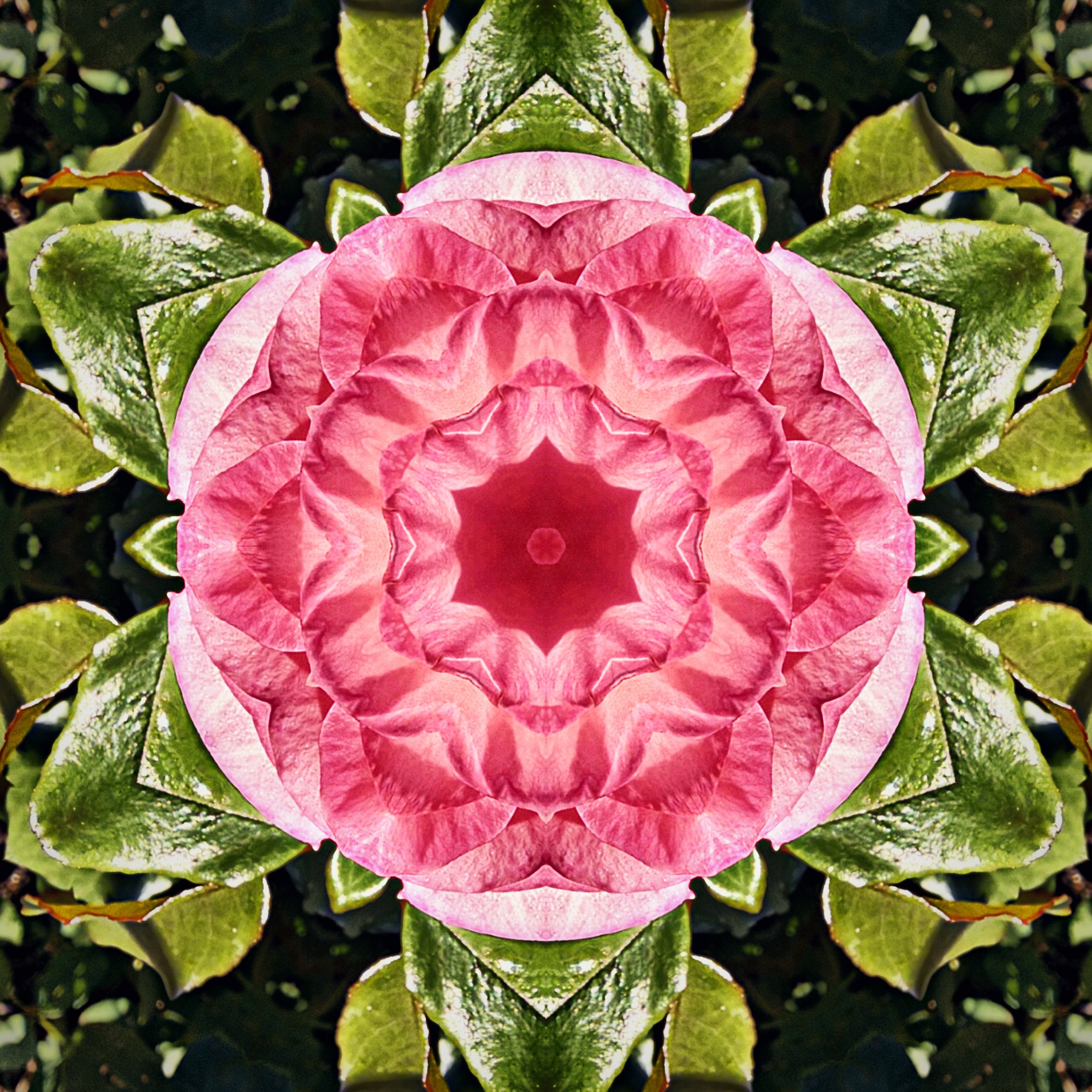 Pink rose-like kaleidoscope framed by green leaves.