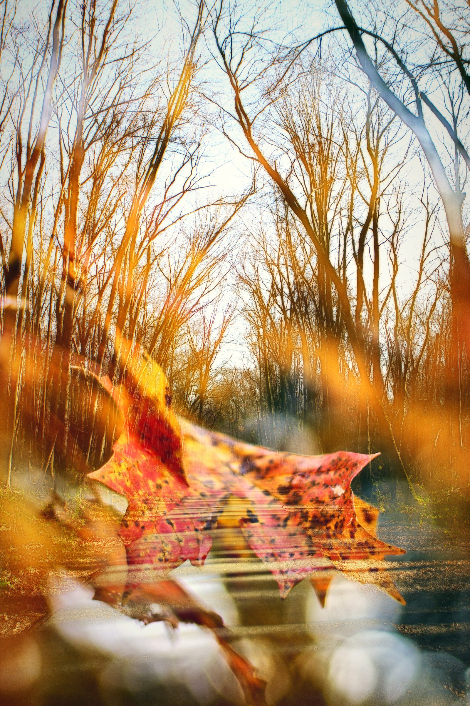 Bare trees layered with a large red autumn leaf in warm light.