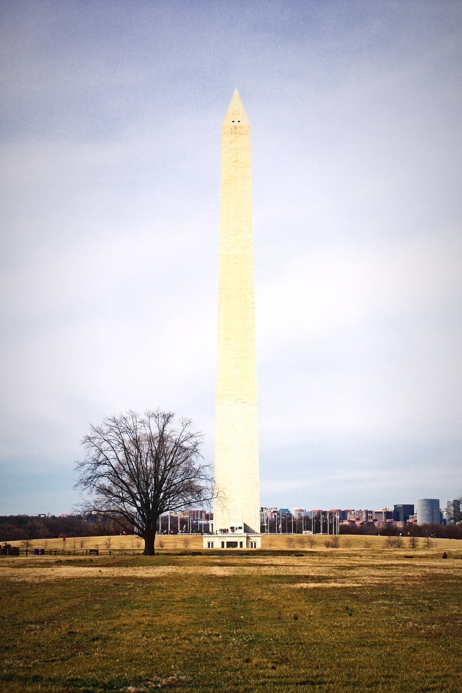 The Washington Monument rising over a winter lawn beside a single bare tree.